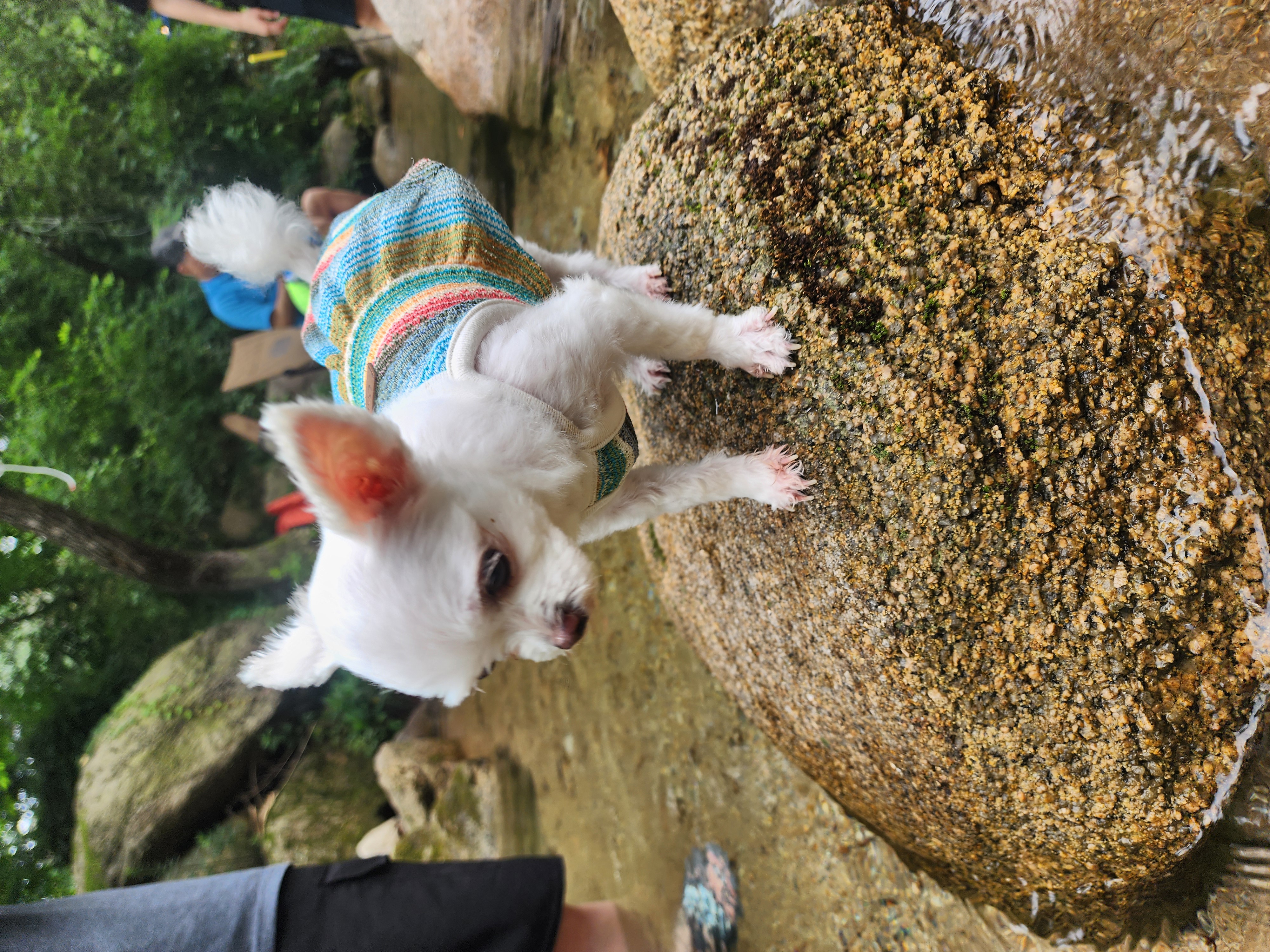 아산구조견 엄지 3년후기입니다(평택치와와 초롱이도요~)