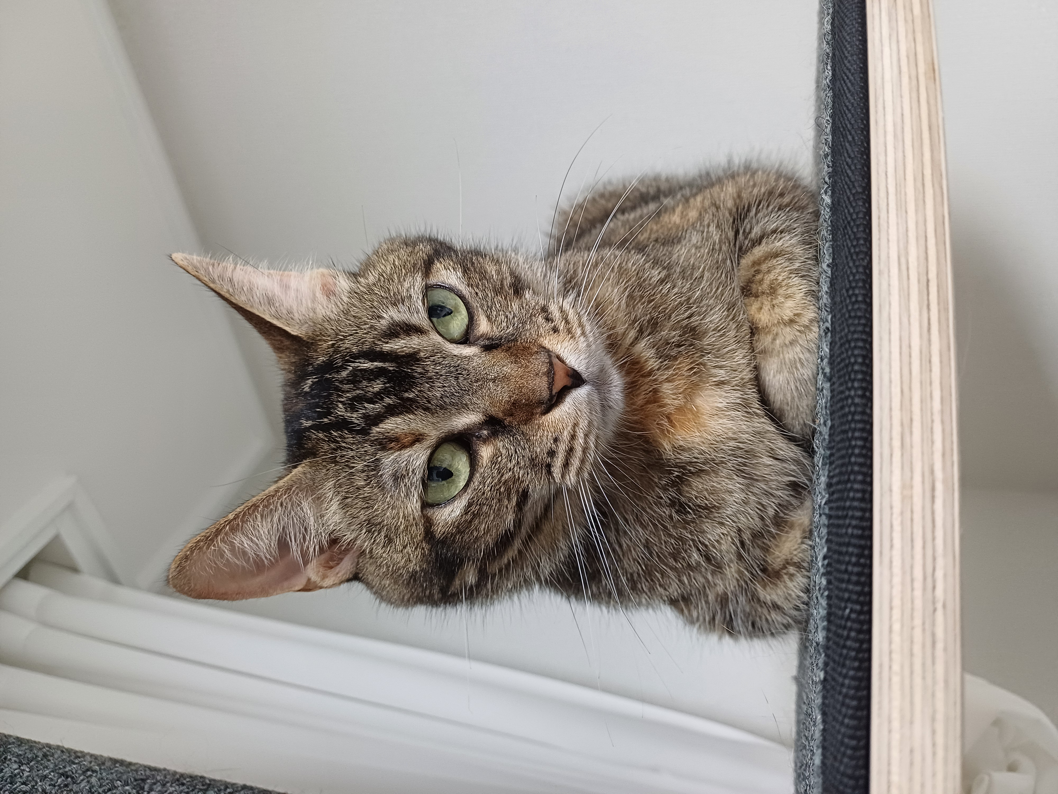 (현)후추 (구)마동이 한달 됐어요!