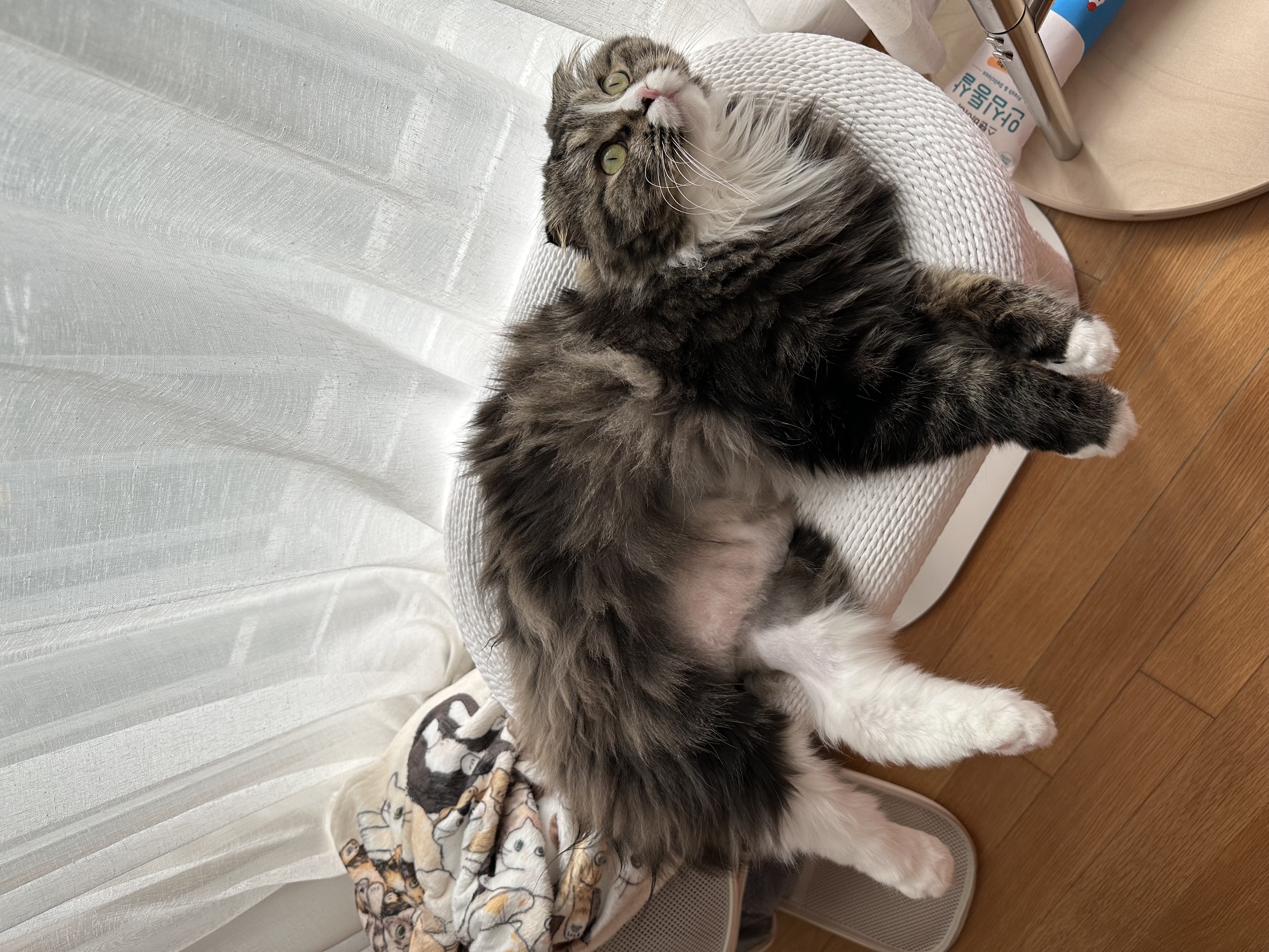 버터(구 맘마) 입양 한달 후기!! 