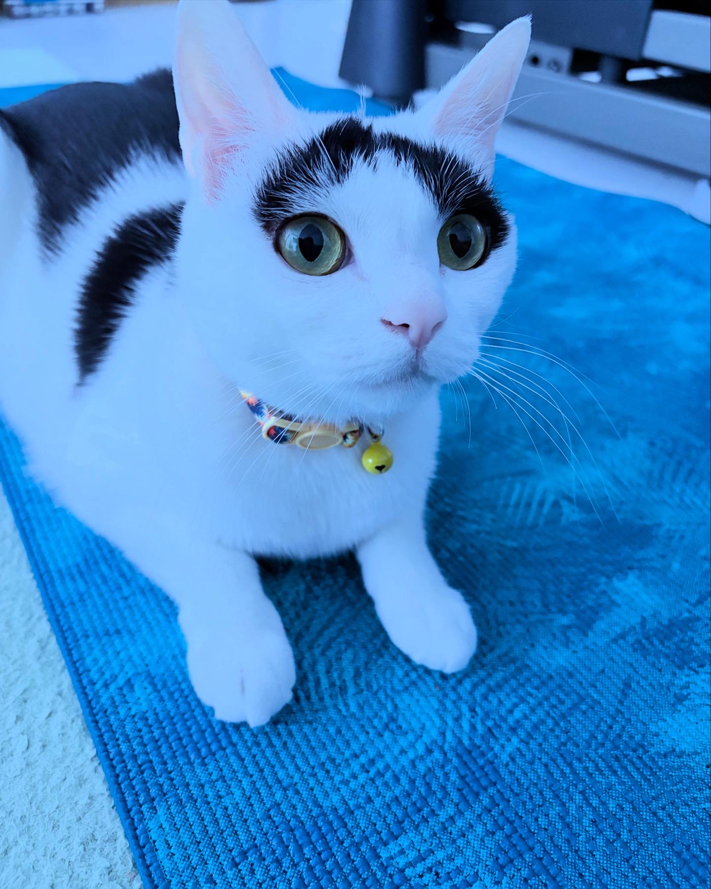 하니영이 입양 벌써 5년