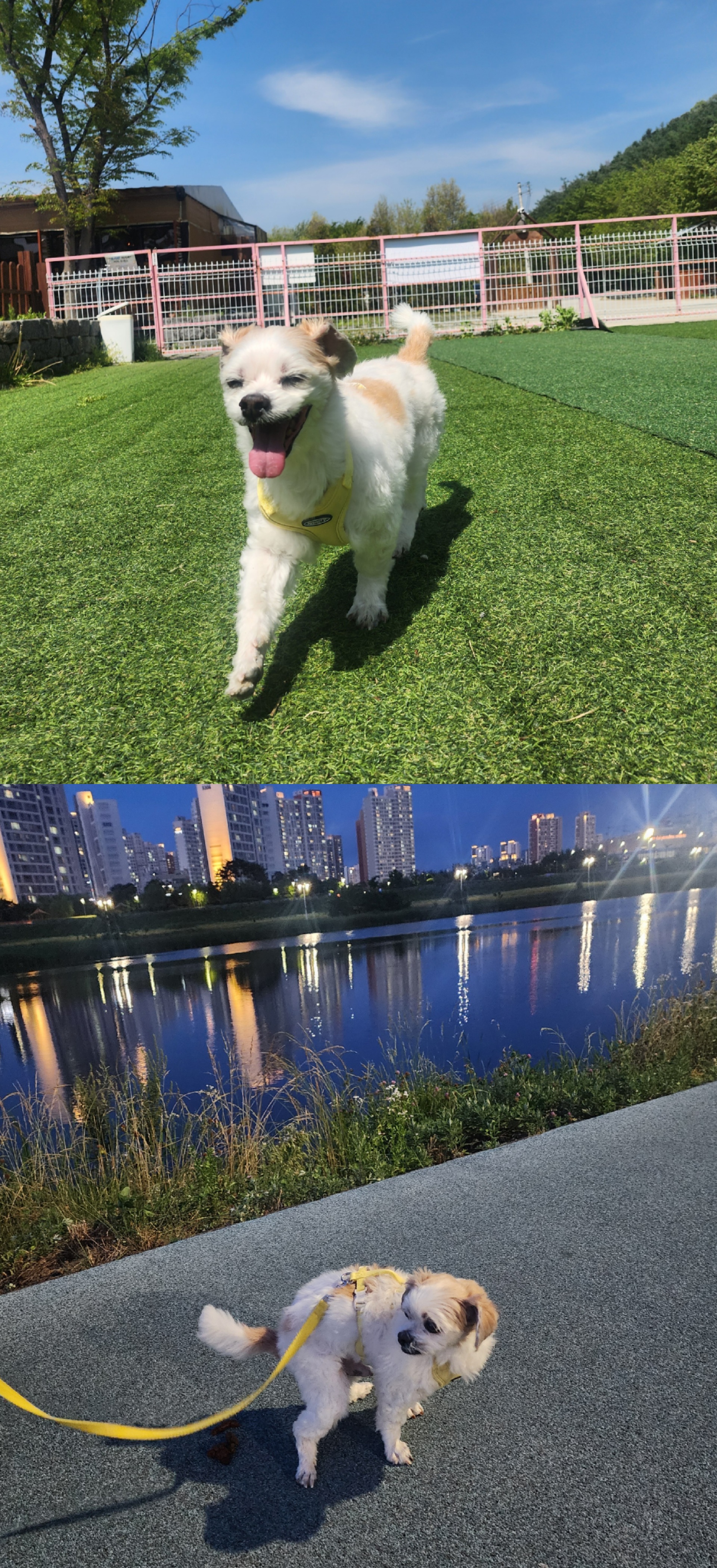 ♡ 애디 입양후기 (前.착한이) ♡