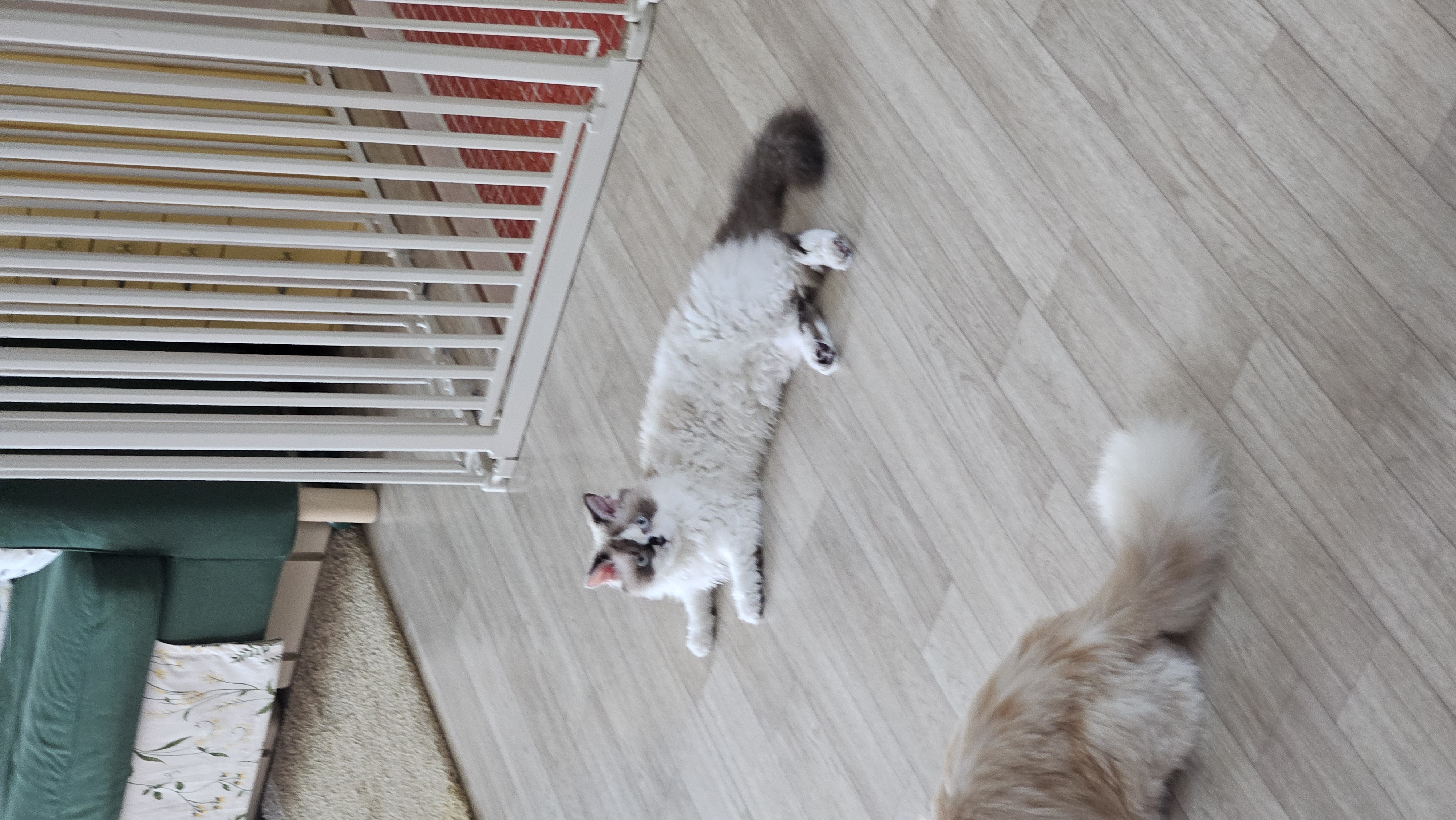 구 꾸꾸 현 레몬 입양 한달 차 후기입니다.