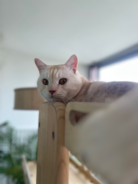 대길이(숀다) 3개월 후기