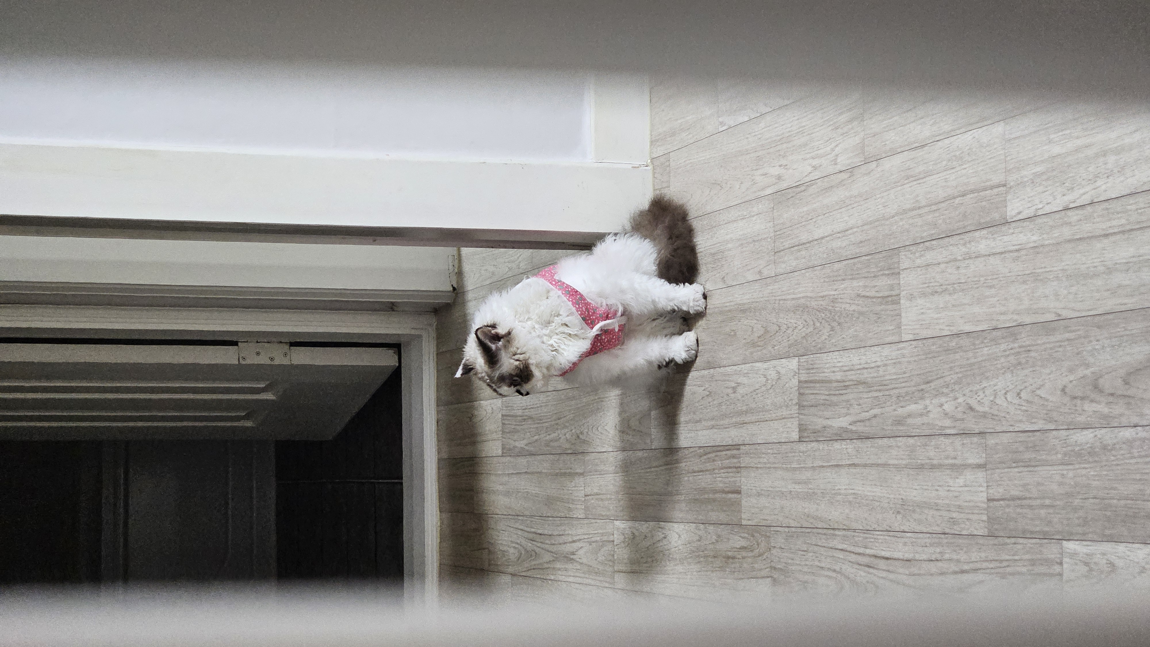 구꾸꾸 현레몬의 동글동글 굴러가는 하루 