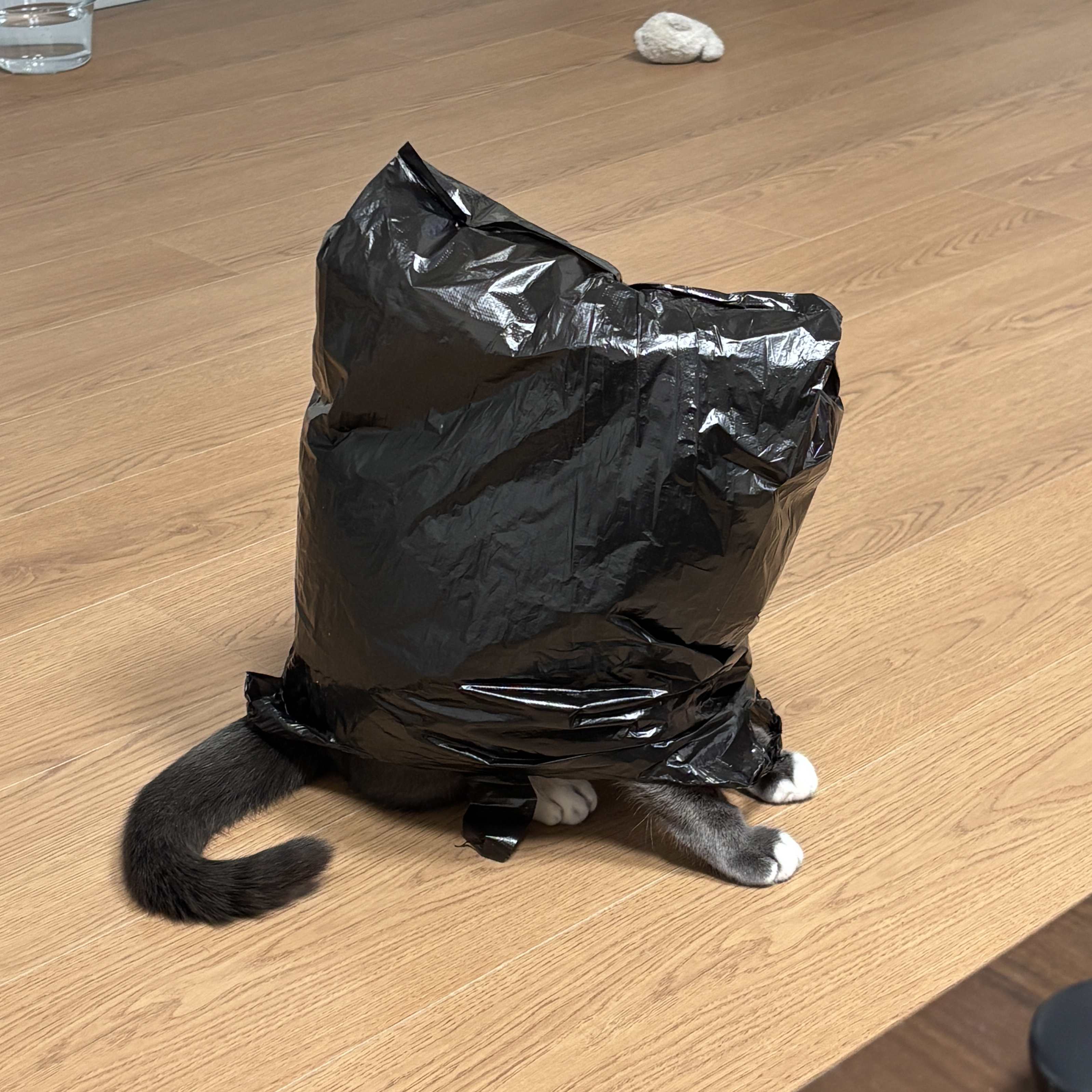 토란이(구 묘미) 입양 1년 후기