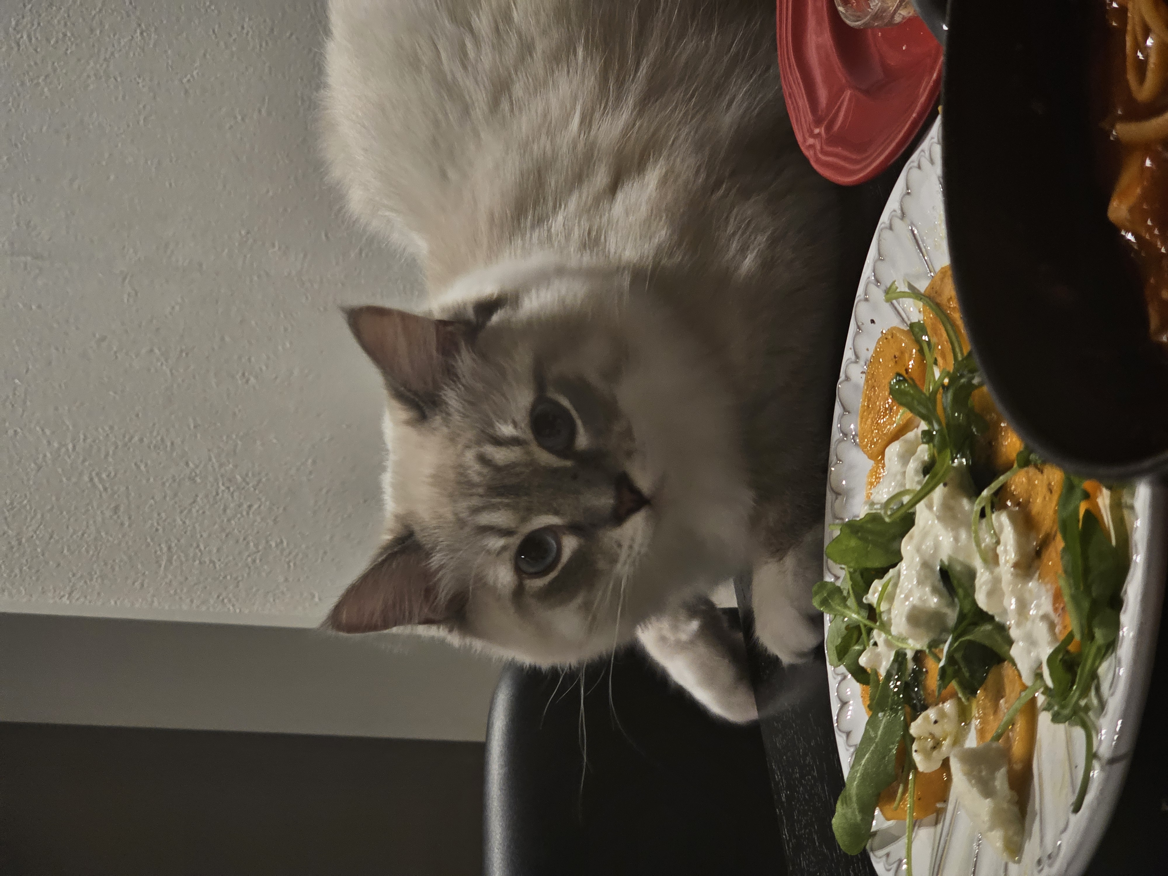 묘생 8개월차 백설기(구 동일) 