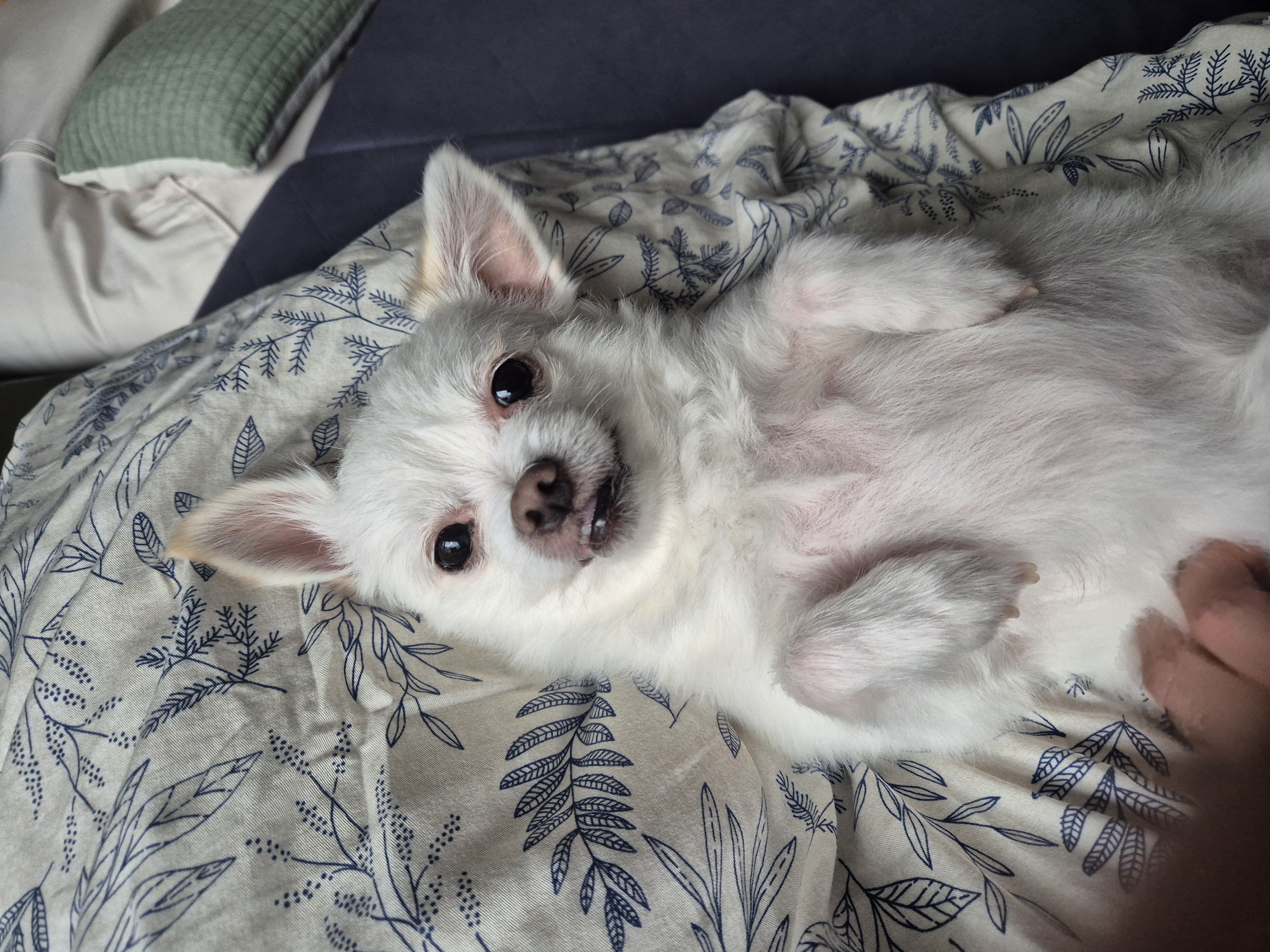 충남 구조견 오투(현 설희) 근황 올려봐요^^