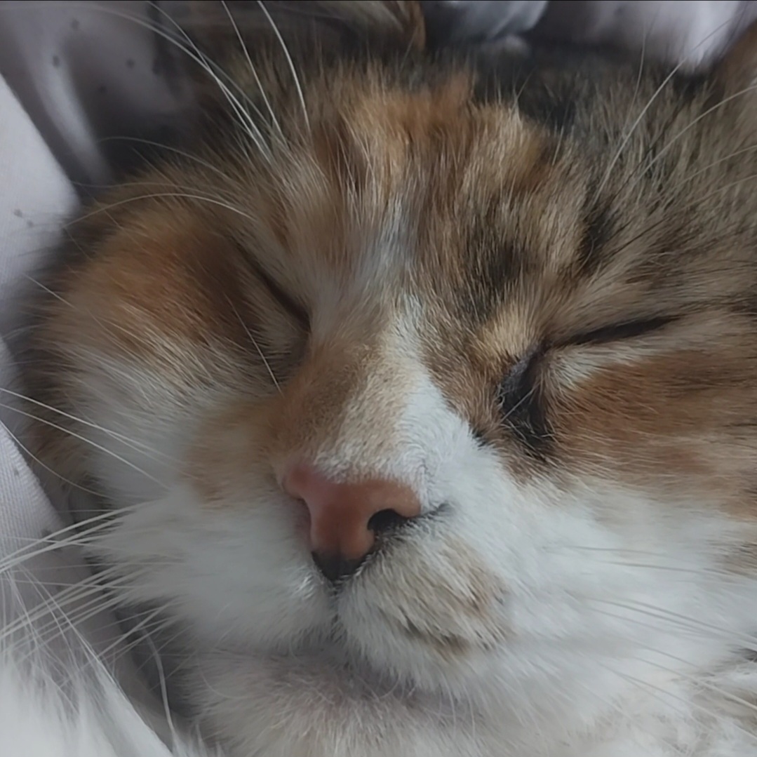 웨이 2년차 입양 후기