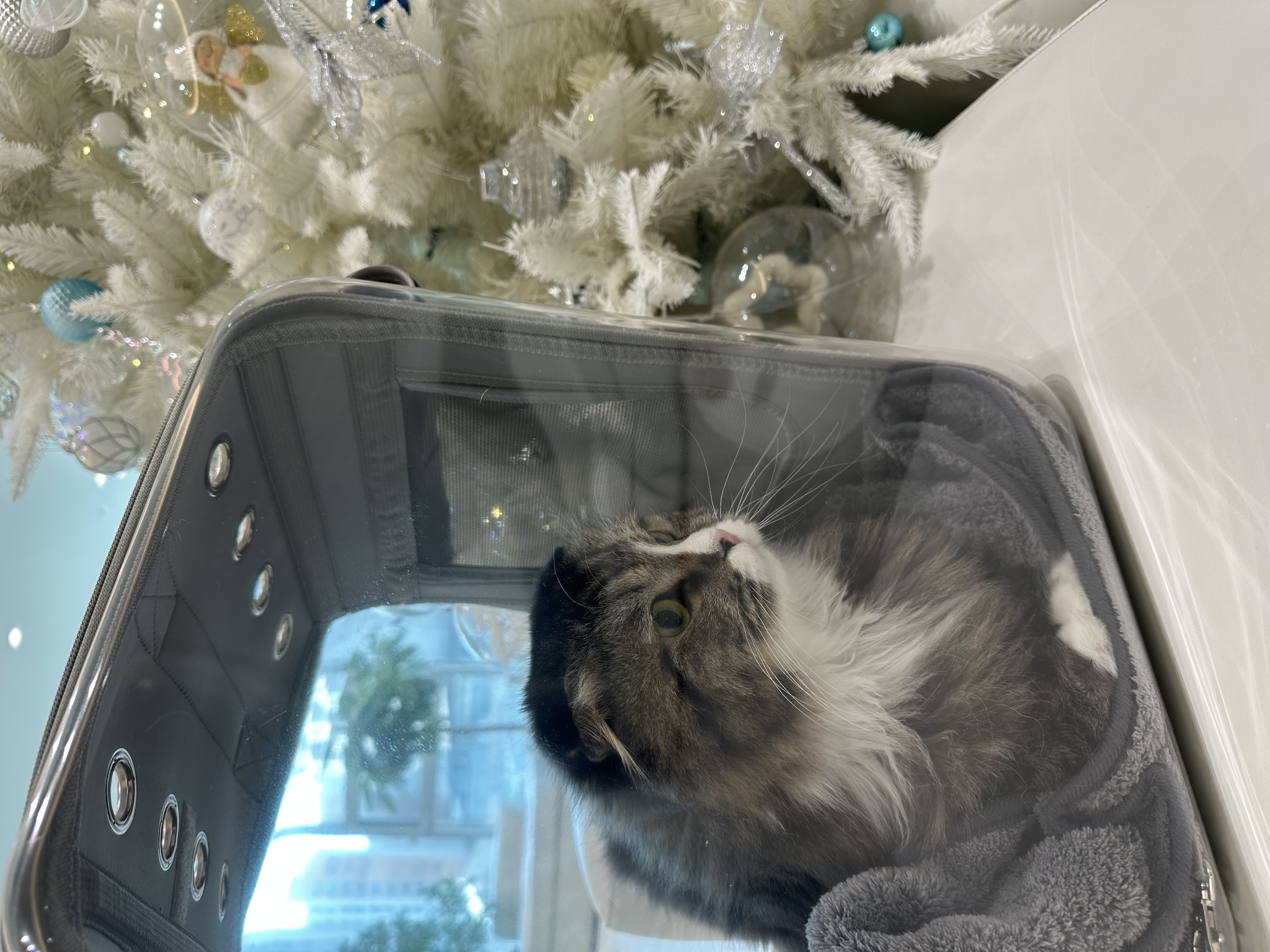 버터 입양 3개월차 후기(늦어서 정말 죄송합니다..)