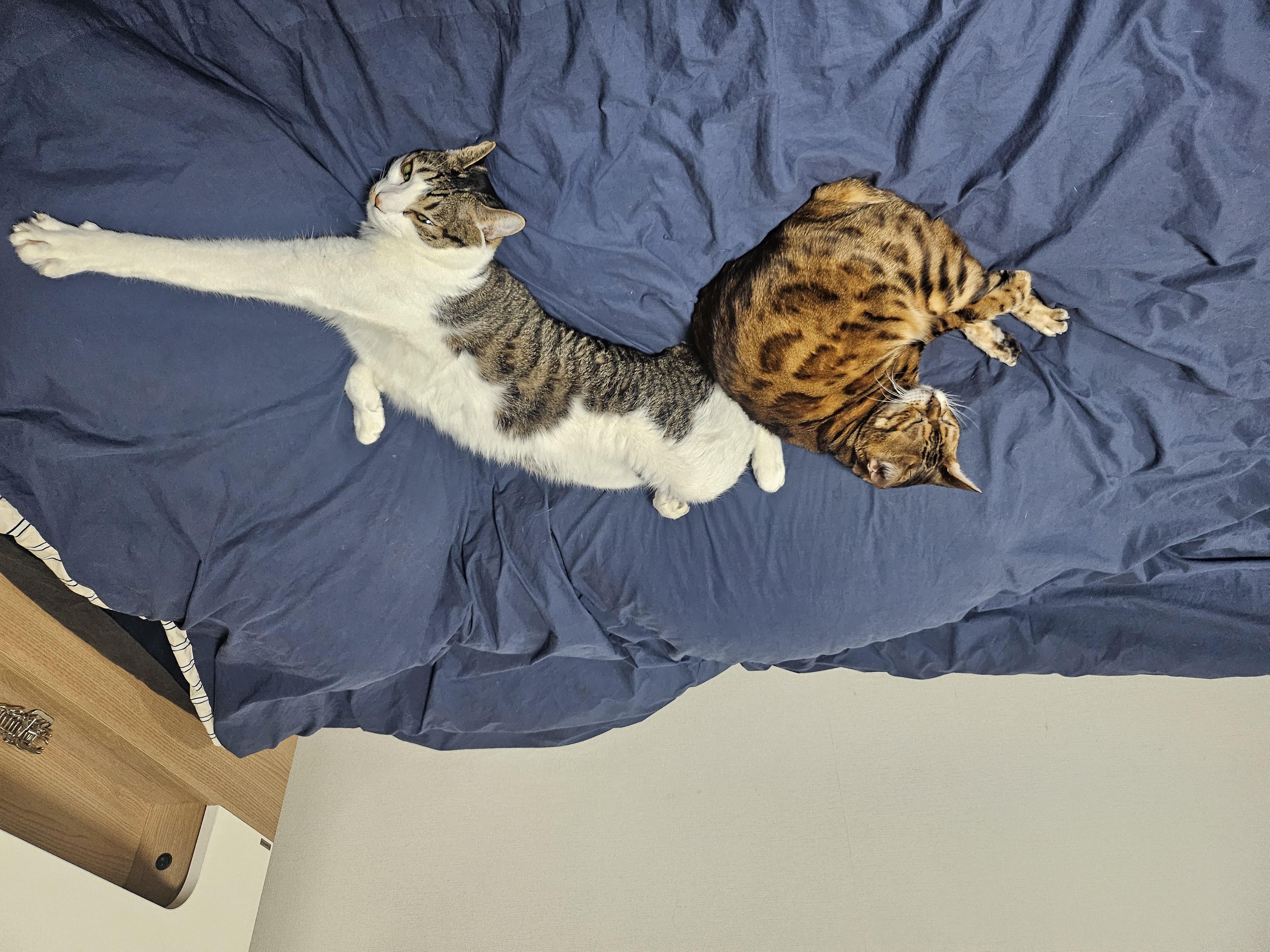 탄이와 또 새로운 2026년으로 (구.해성)