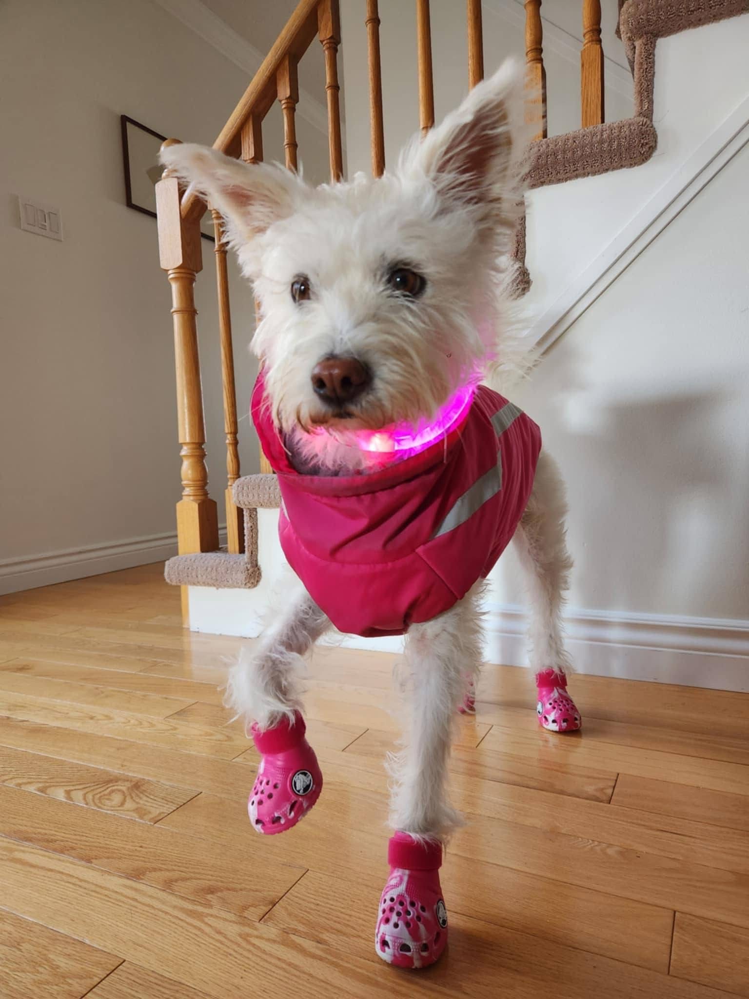[해외입양] 캐나다 토론에서 전해온 '백이' 소식💌