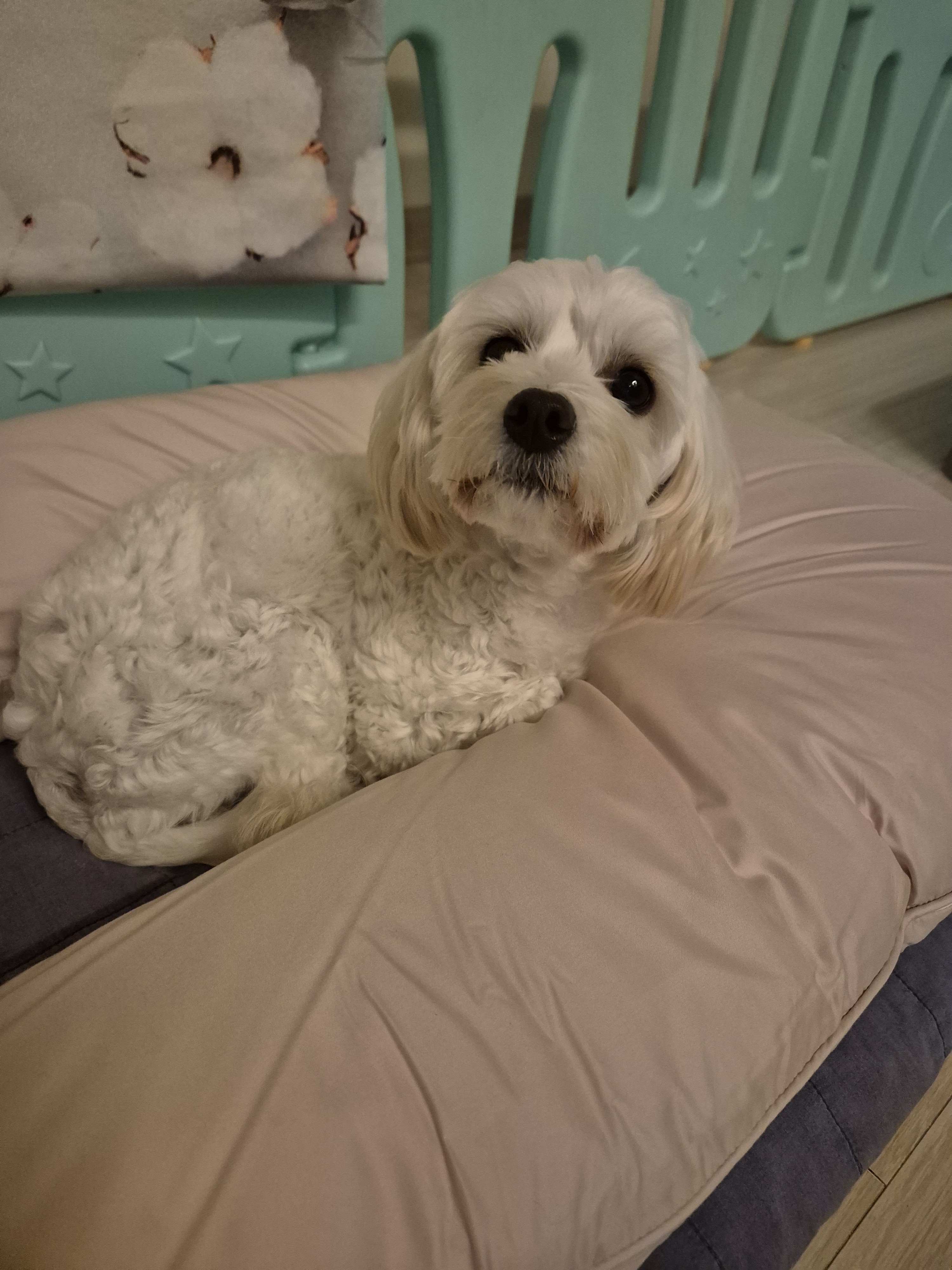 가족이된지1년되는날바람이네입니다.♡ 