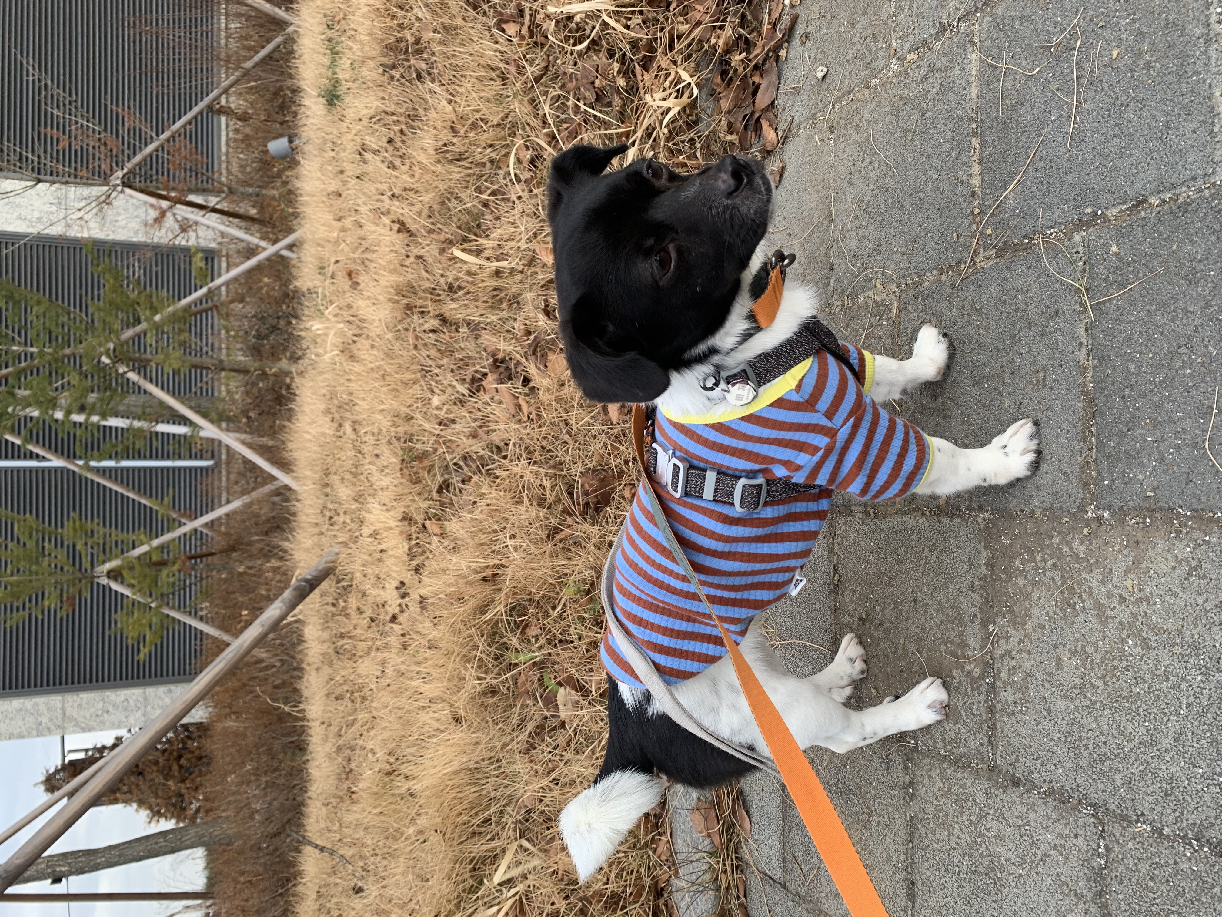 새숨이 입양전제 임시보호 1주일차 후기