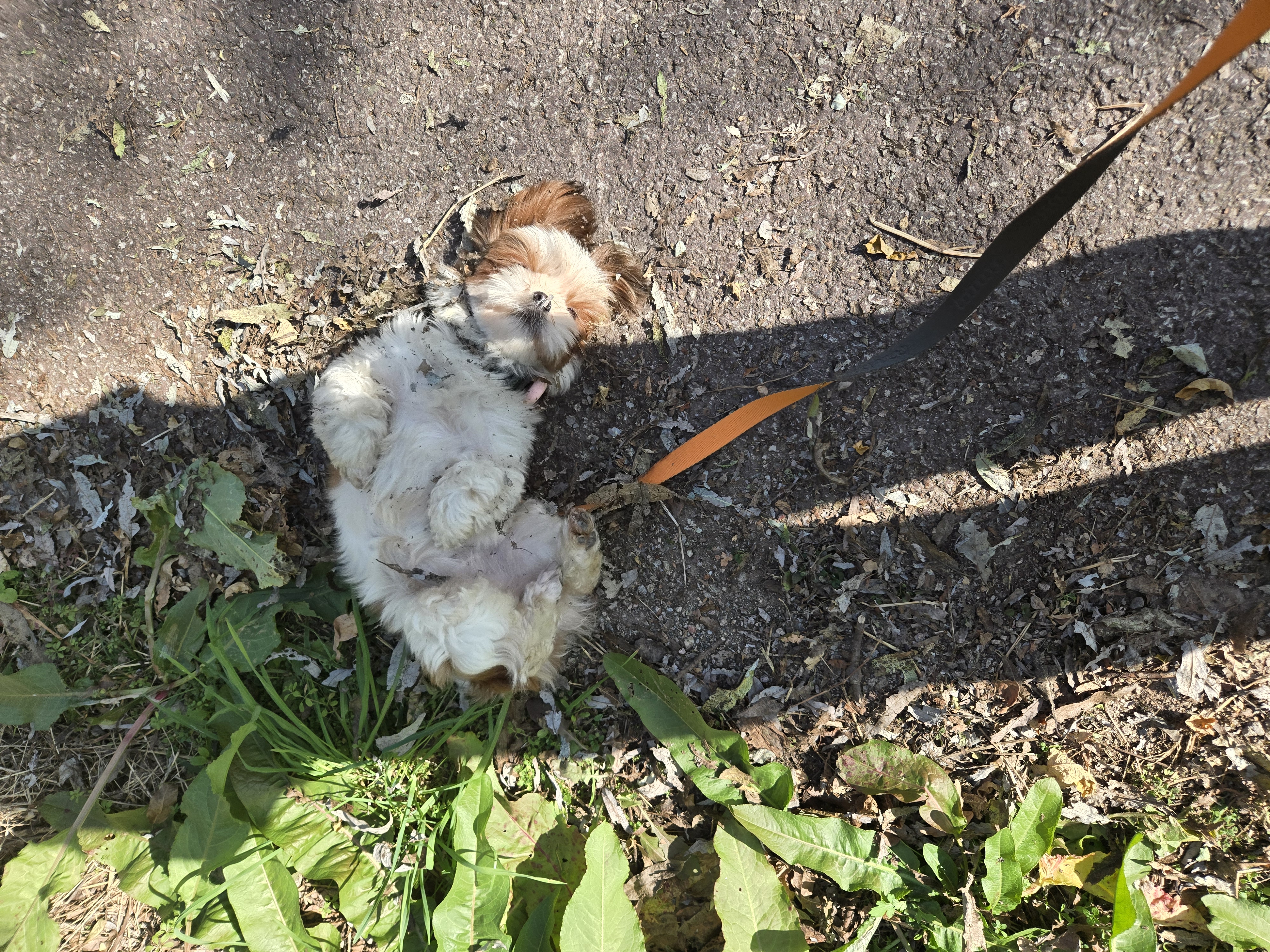 토리와 함께한 한달후기