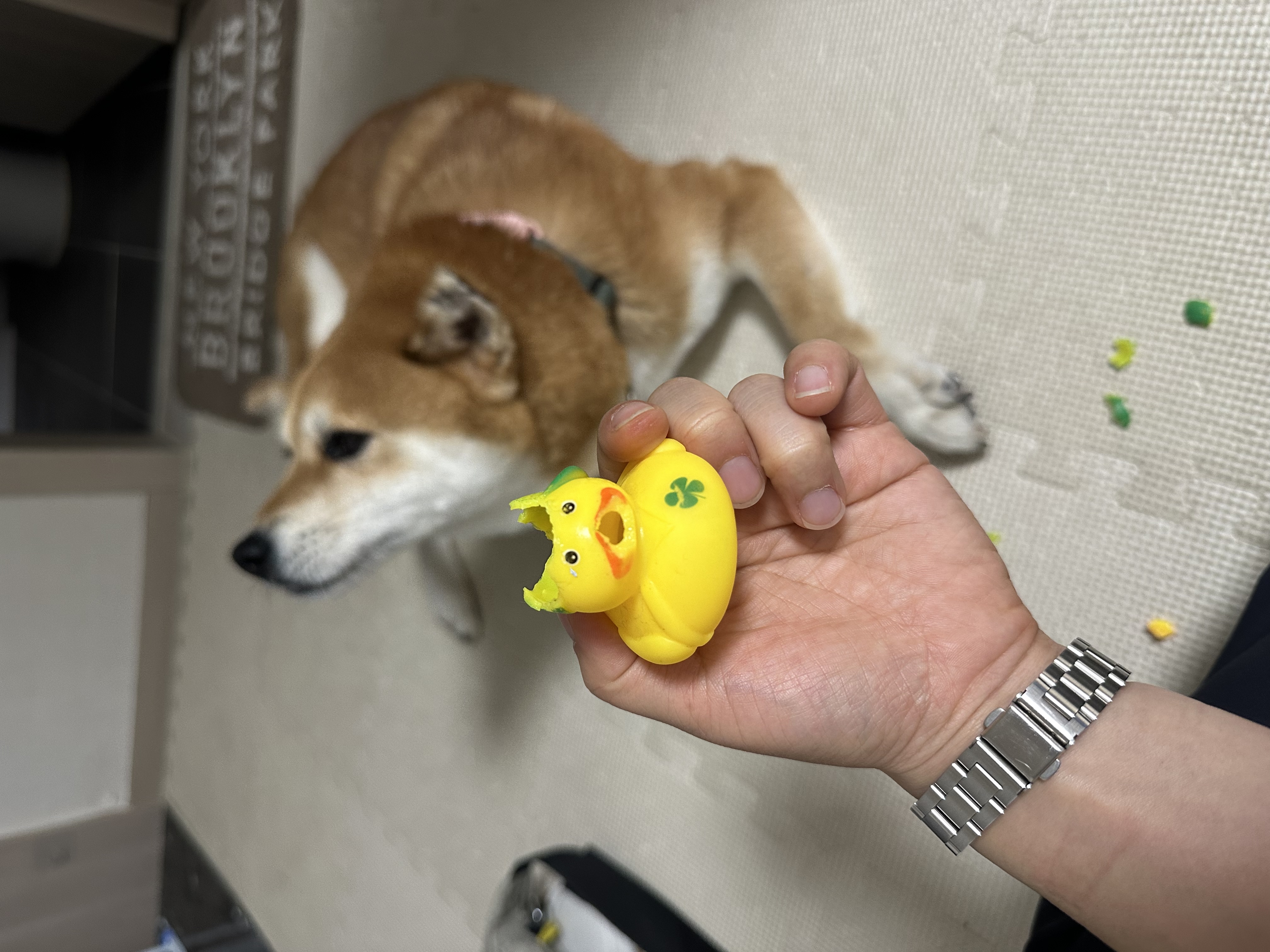 동배(쫑쫑이)와 어느덧 5개월을 함께 했습니다!