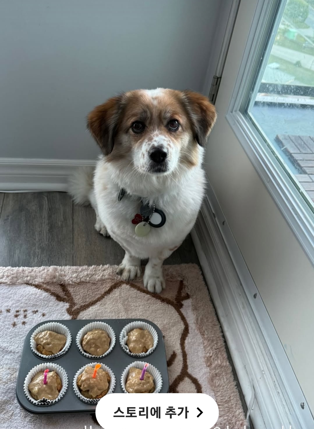 [해외입양] 캐나다 밴쿠버에서 전해온 '도치' 소식