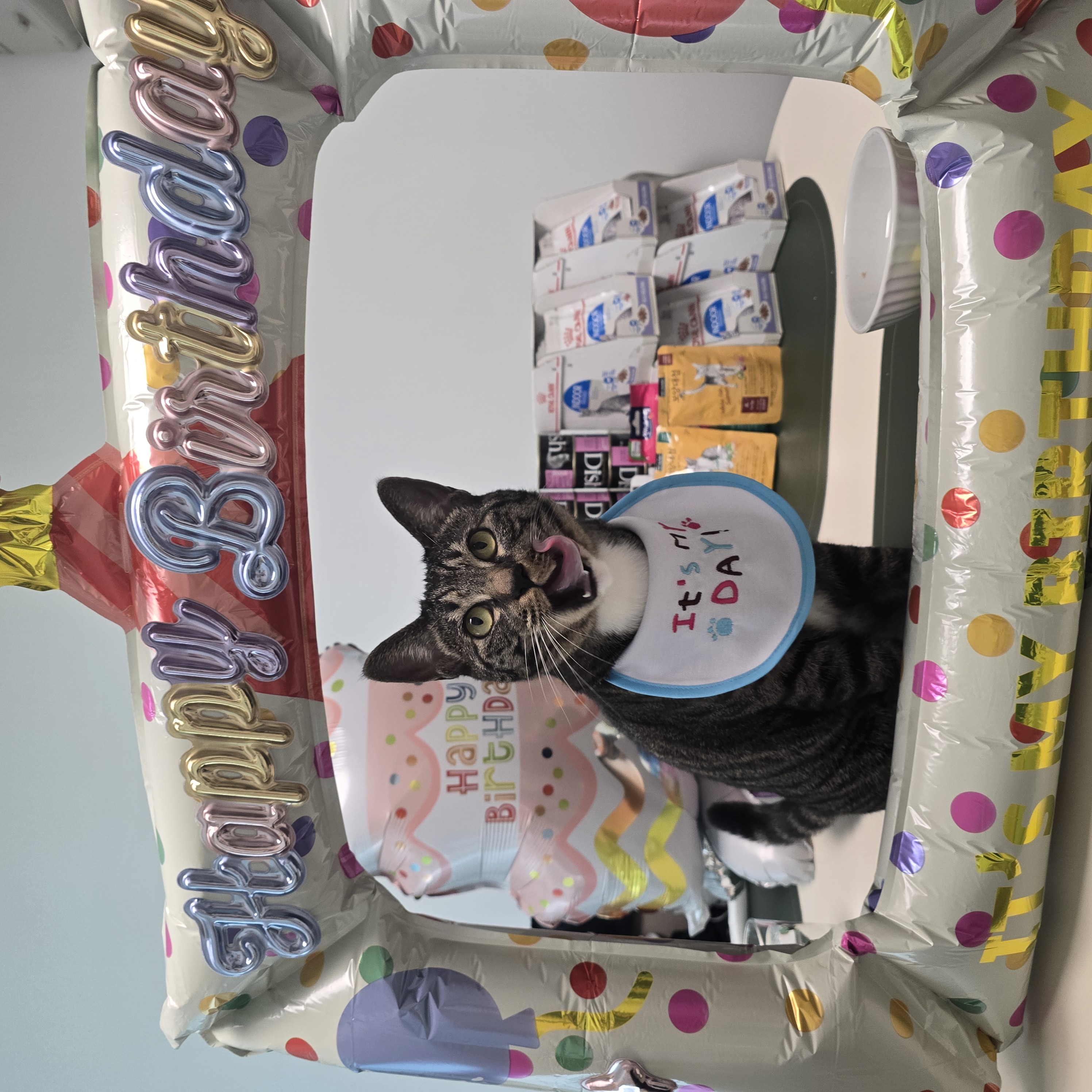 나린이(현 다미) 입양 2년차 후기