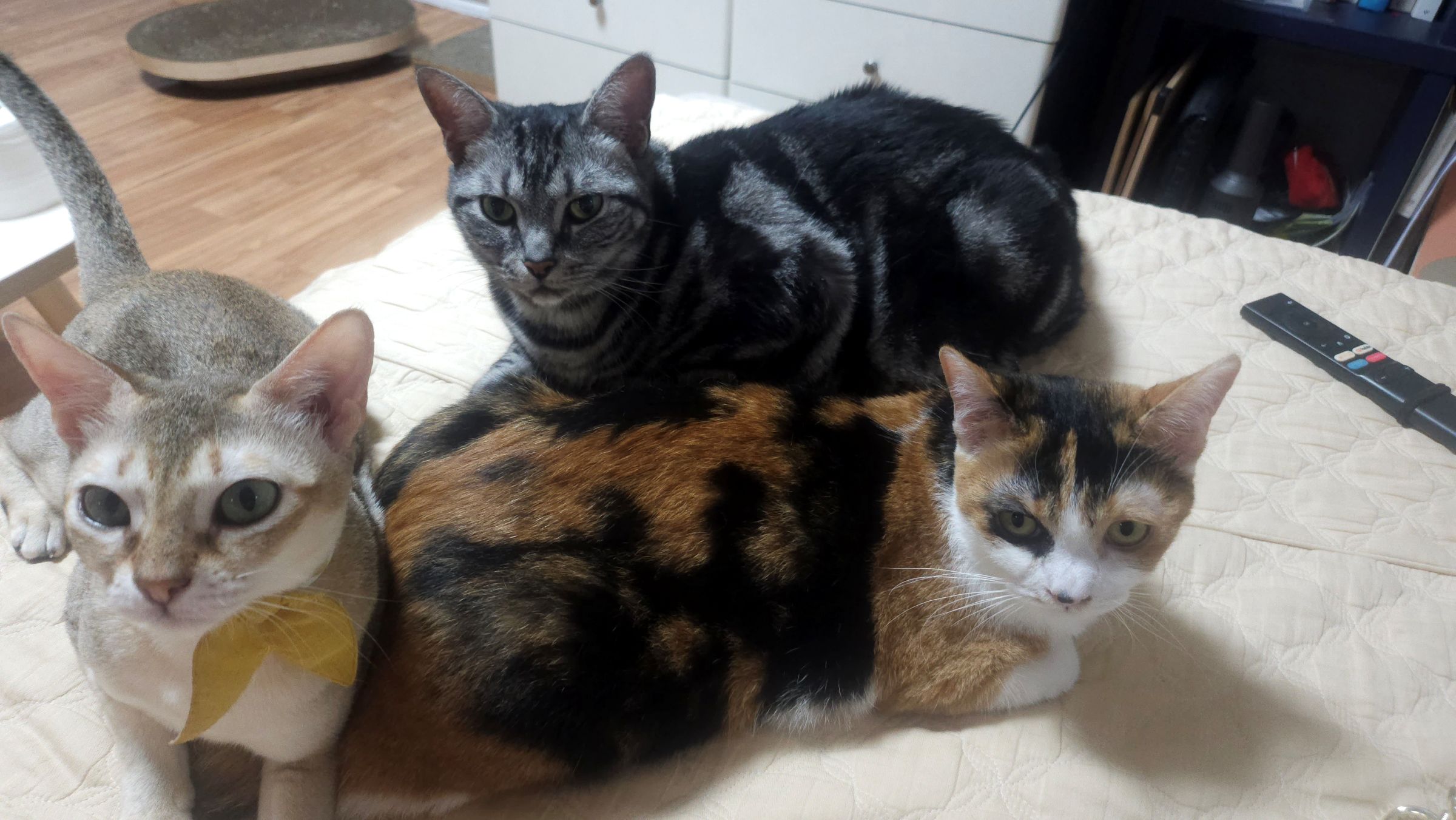 나무(철이)와 함께하는 두번째 이야기