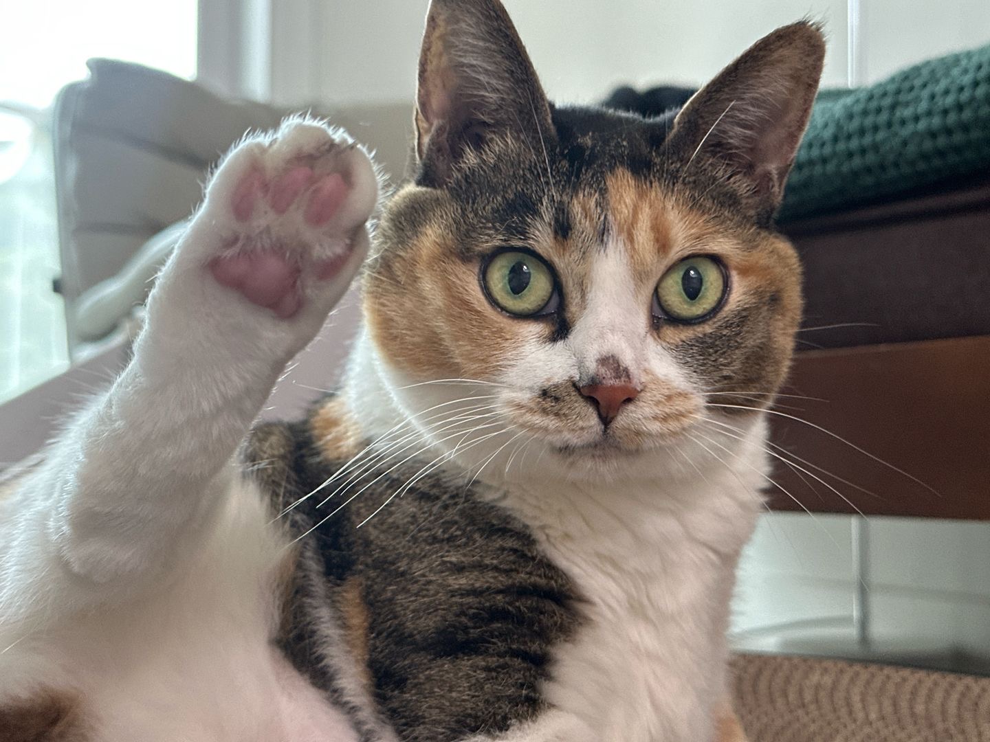 샹떼와 두 번째 여름을 나고 있습니다