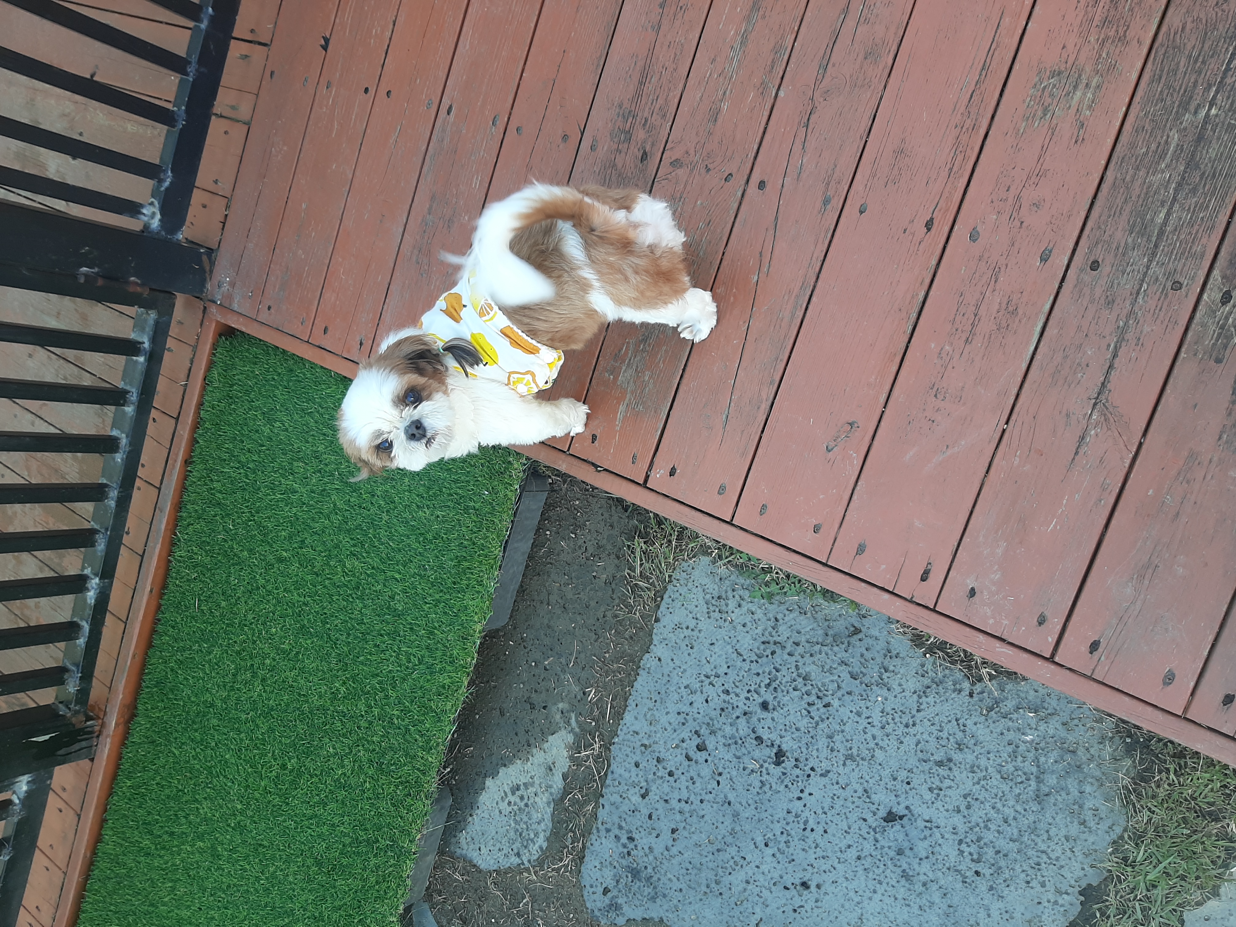 뽀야 예쁘게 잘 살고있어요