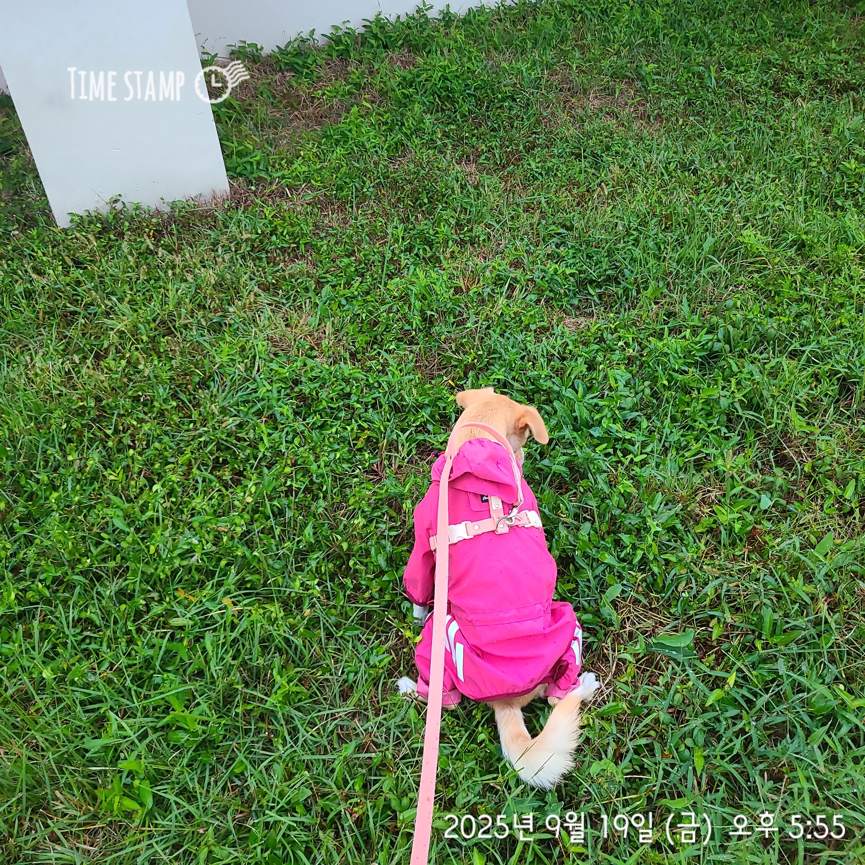 구콩이 입양 2년차