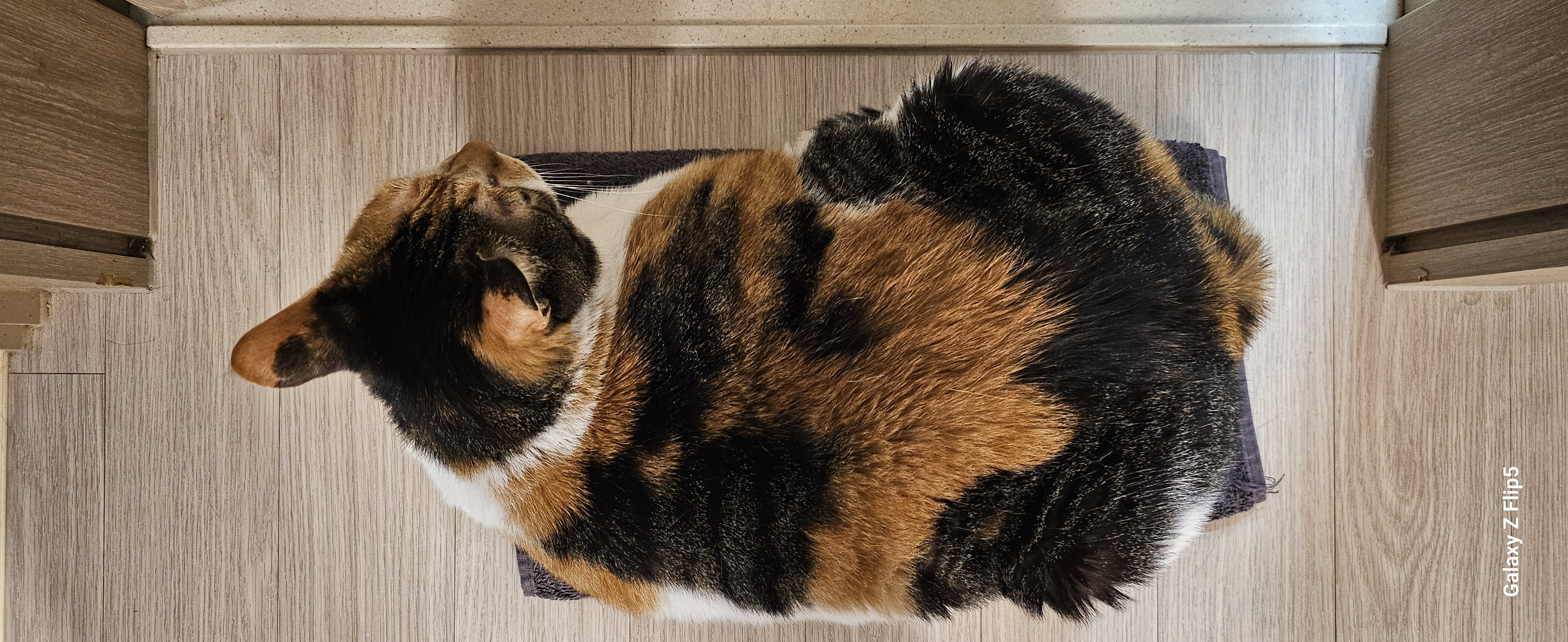 뽀얌이  5년 이야기