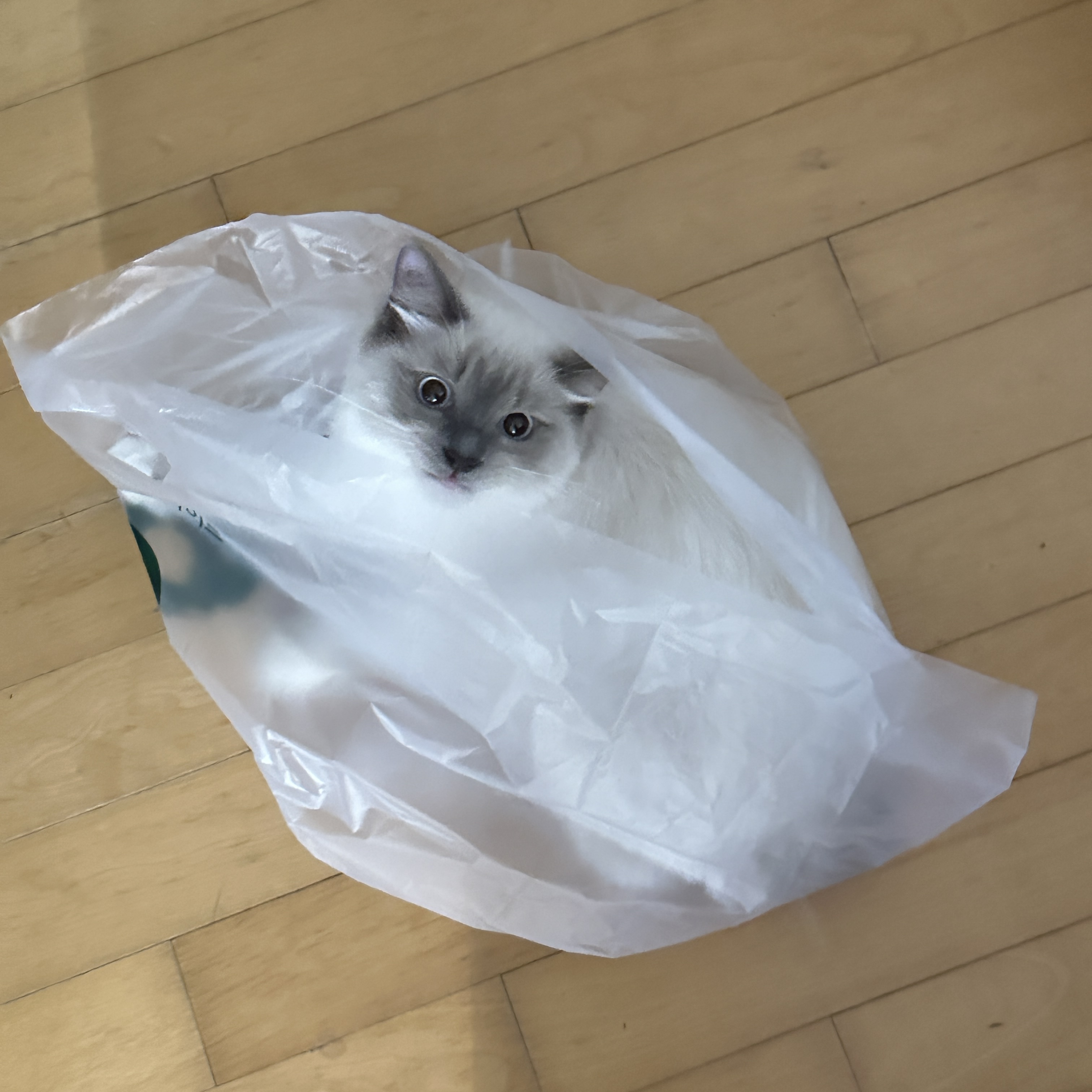 비누 - 📅 입양 1개월 차 후기 🐾