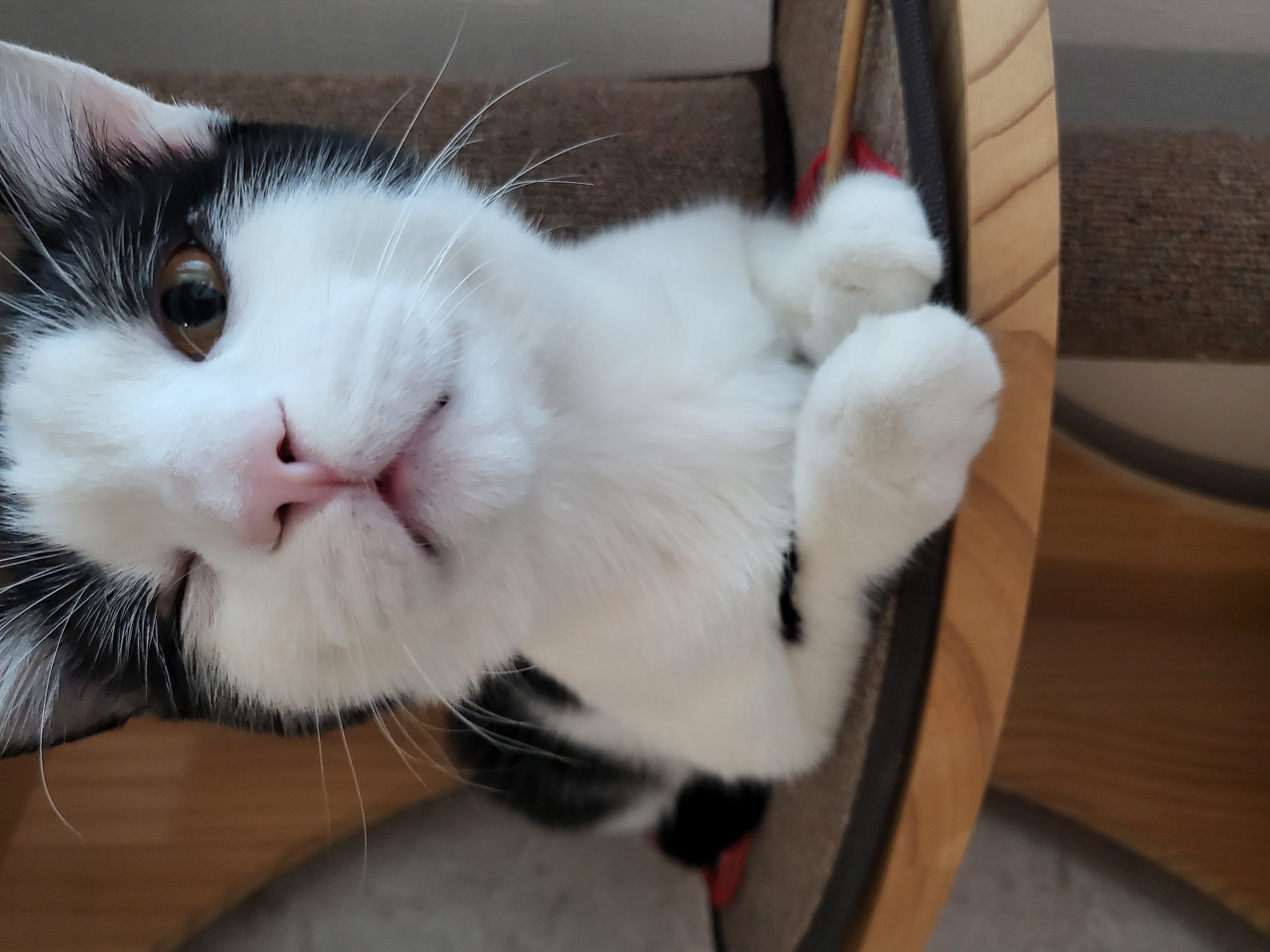 우주 입양 1개월 소식 전합니다.