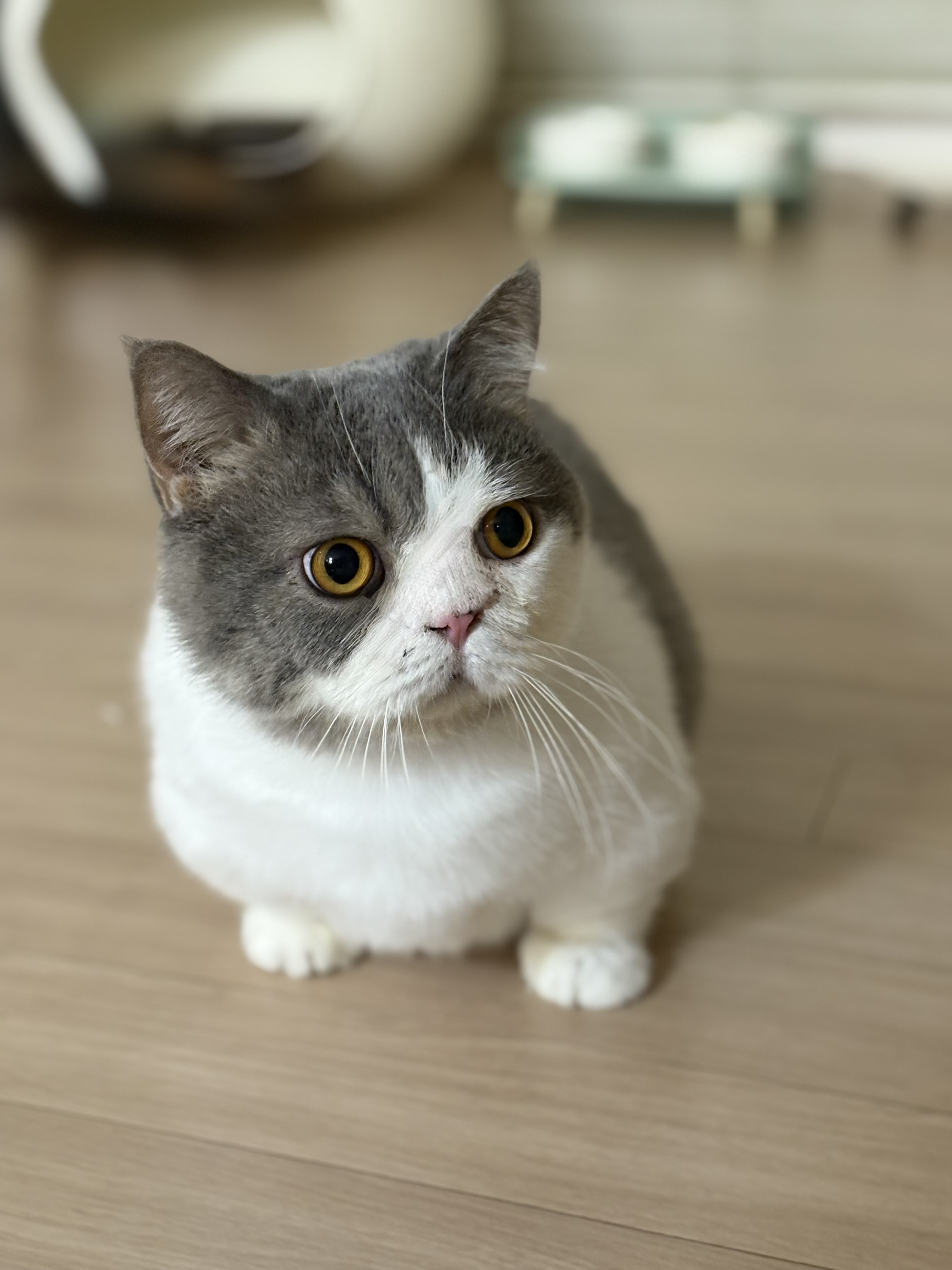 뭉이 2년  새해 복 많이 받으세요 !