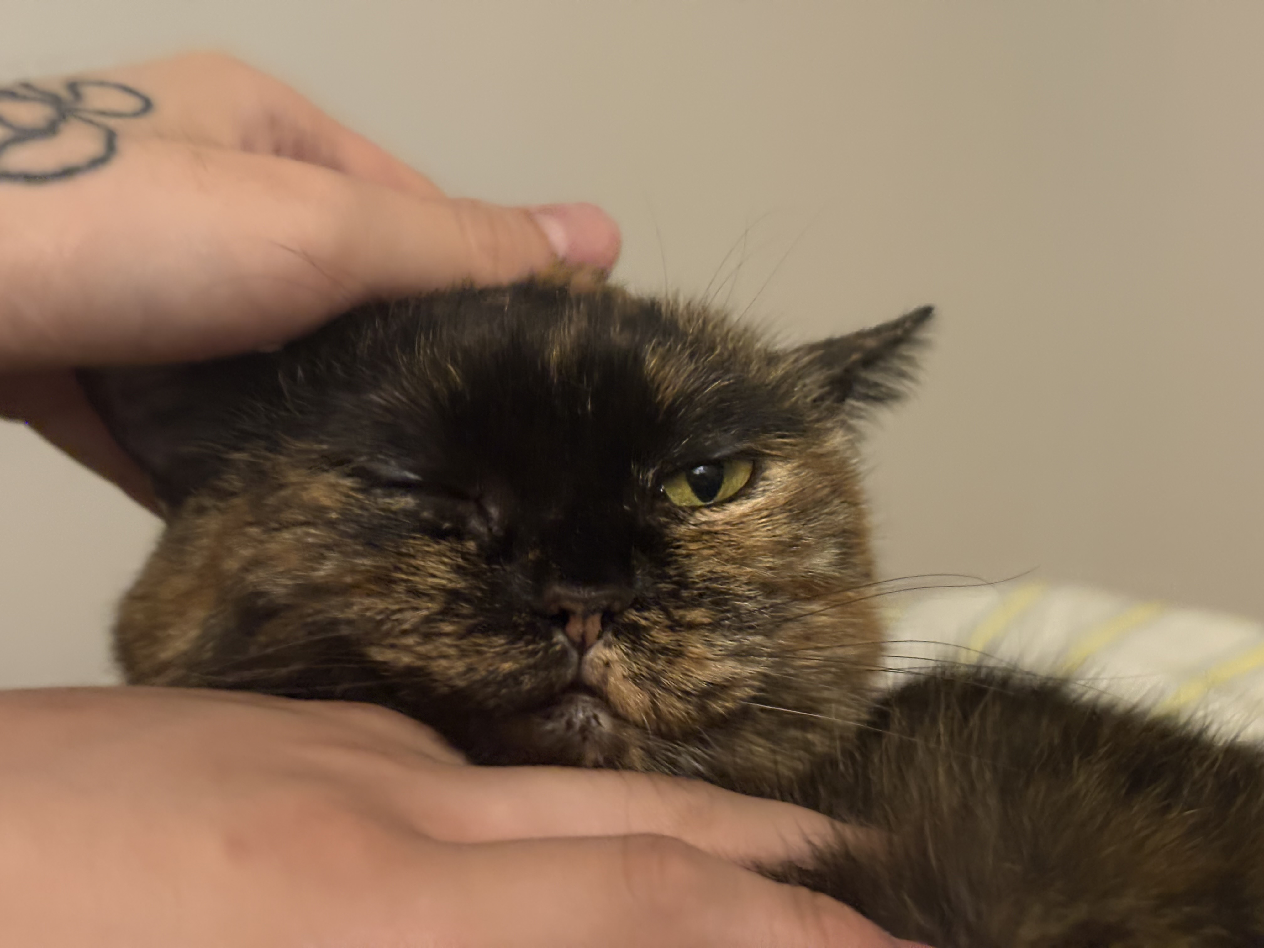 우리 소롱이 3개월 근황 토크토크