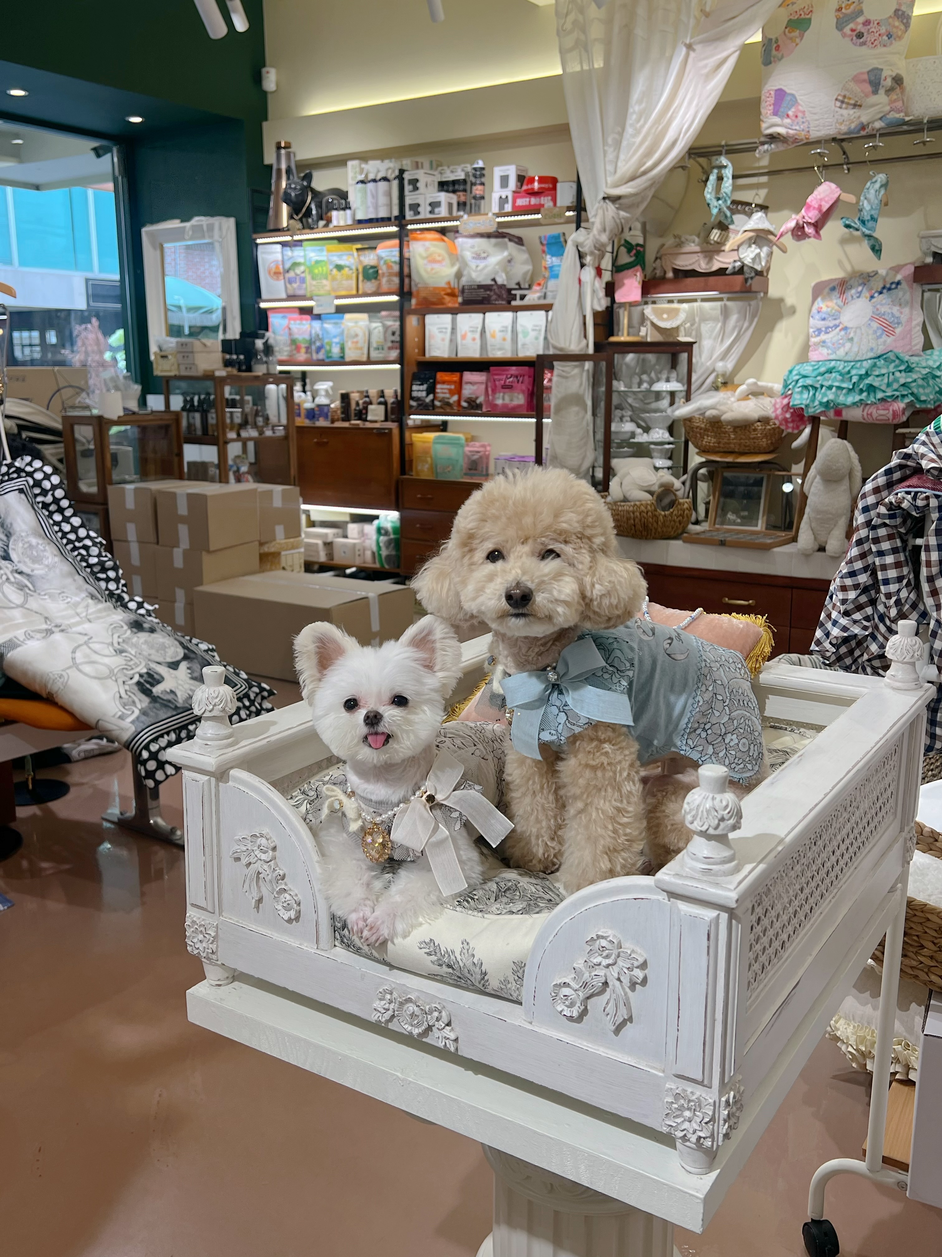 아산 가희->나엘 입양 3주년