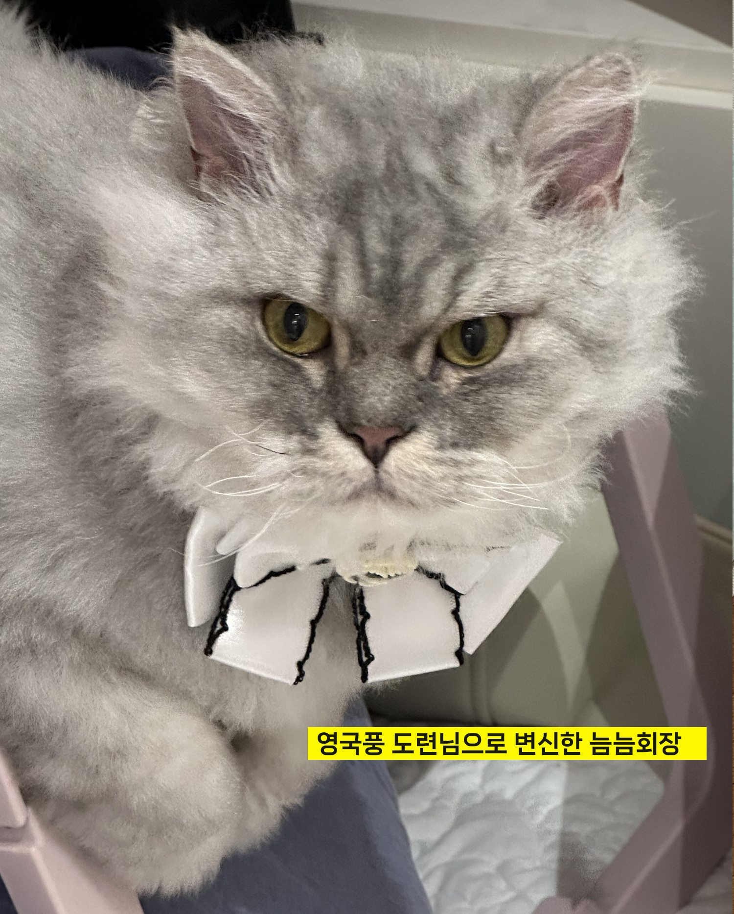 늠늠회장과 쵸쵸베비의 반년~