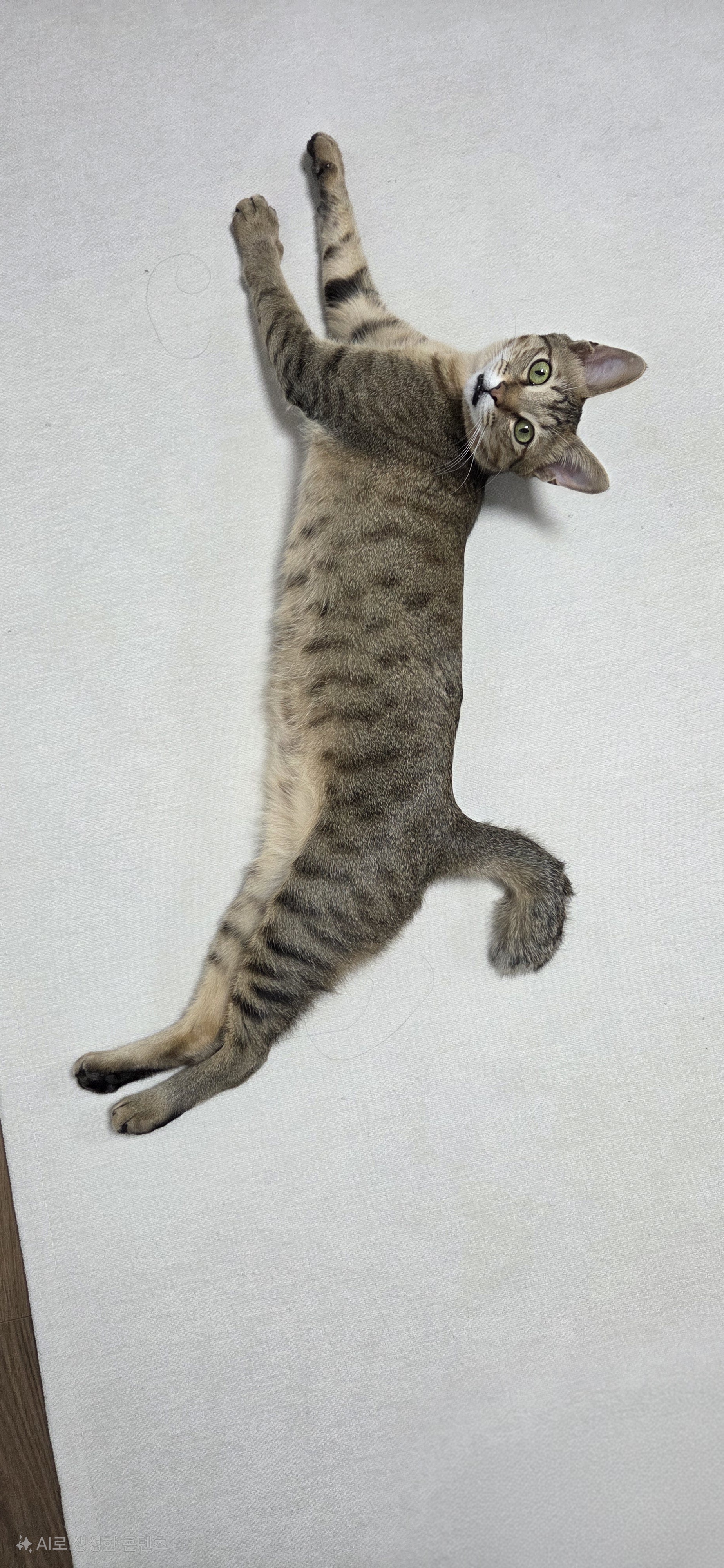 아리(하우) 입양 3달 후기