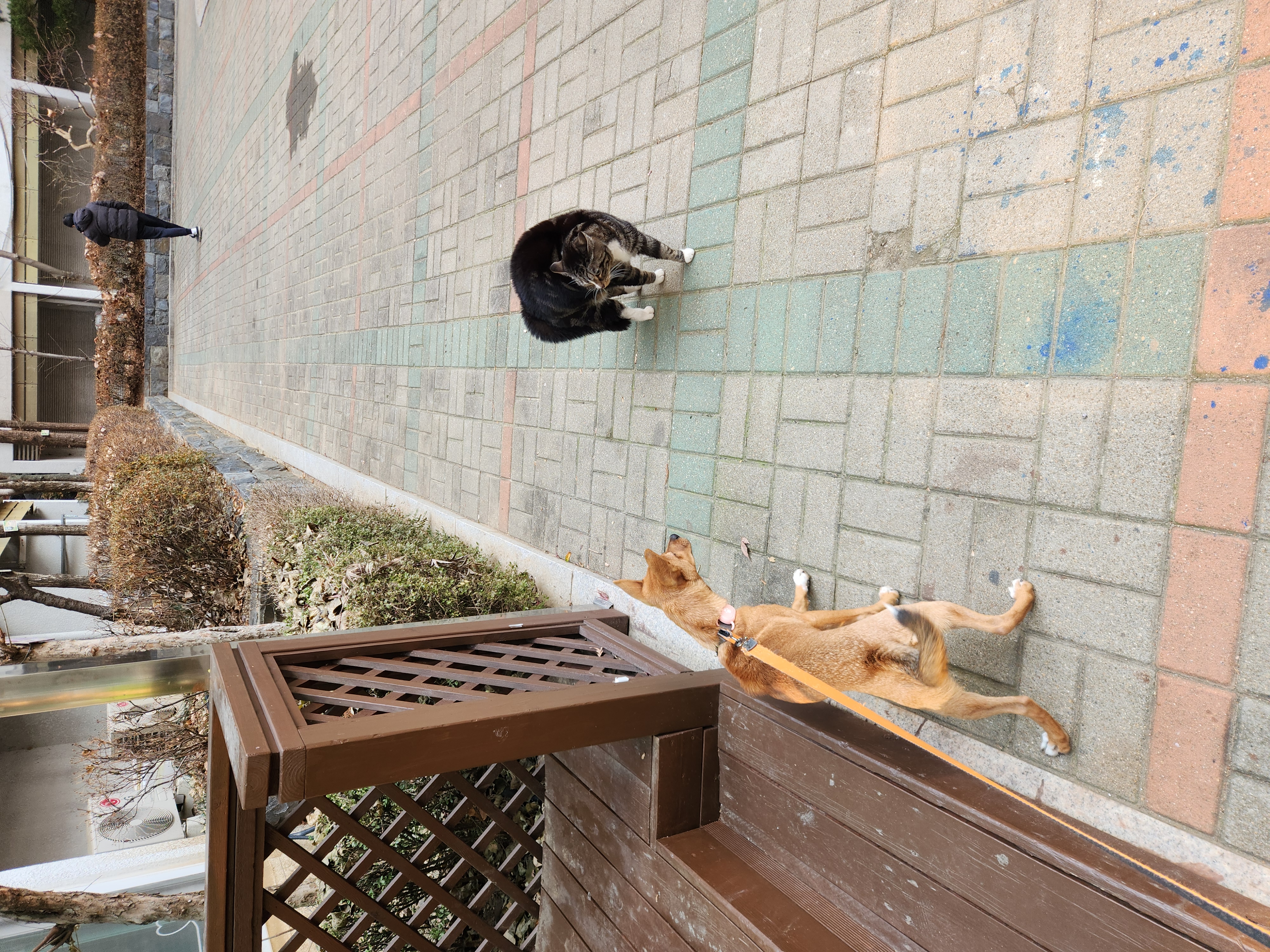 수온(구.다다) 입양 3개월, 생후 5개월 모습