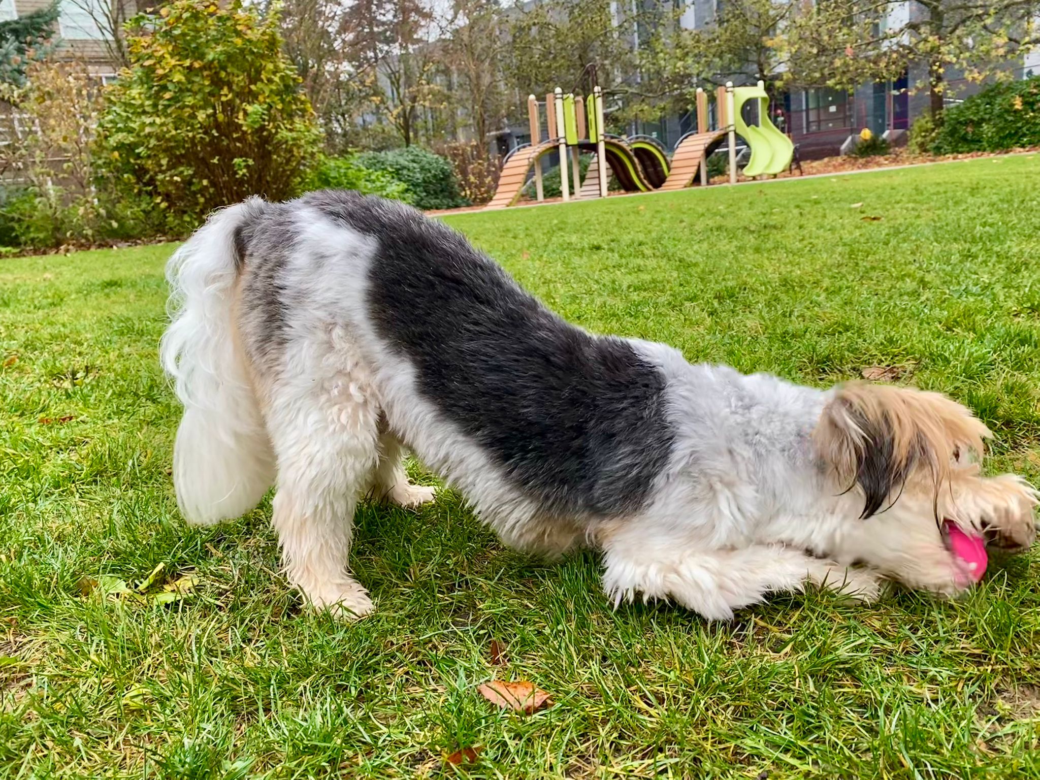 [해외입양] 캐나다 밴쿠버에서 전해온 '다정이' 소식💌