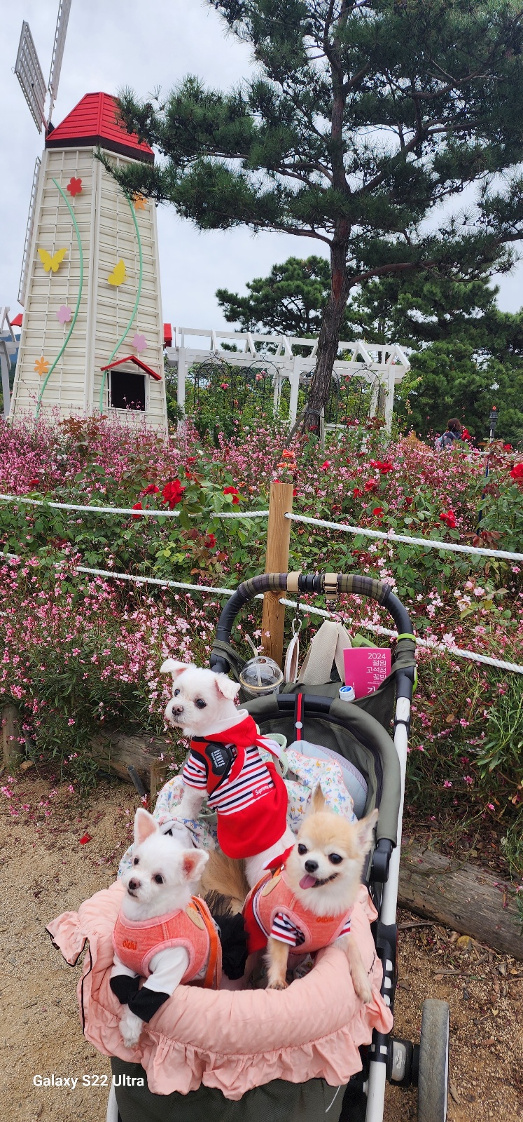 아산구조견 엄지 3년후기입니다(평택치와와 초롱이도요~)
