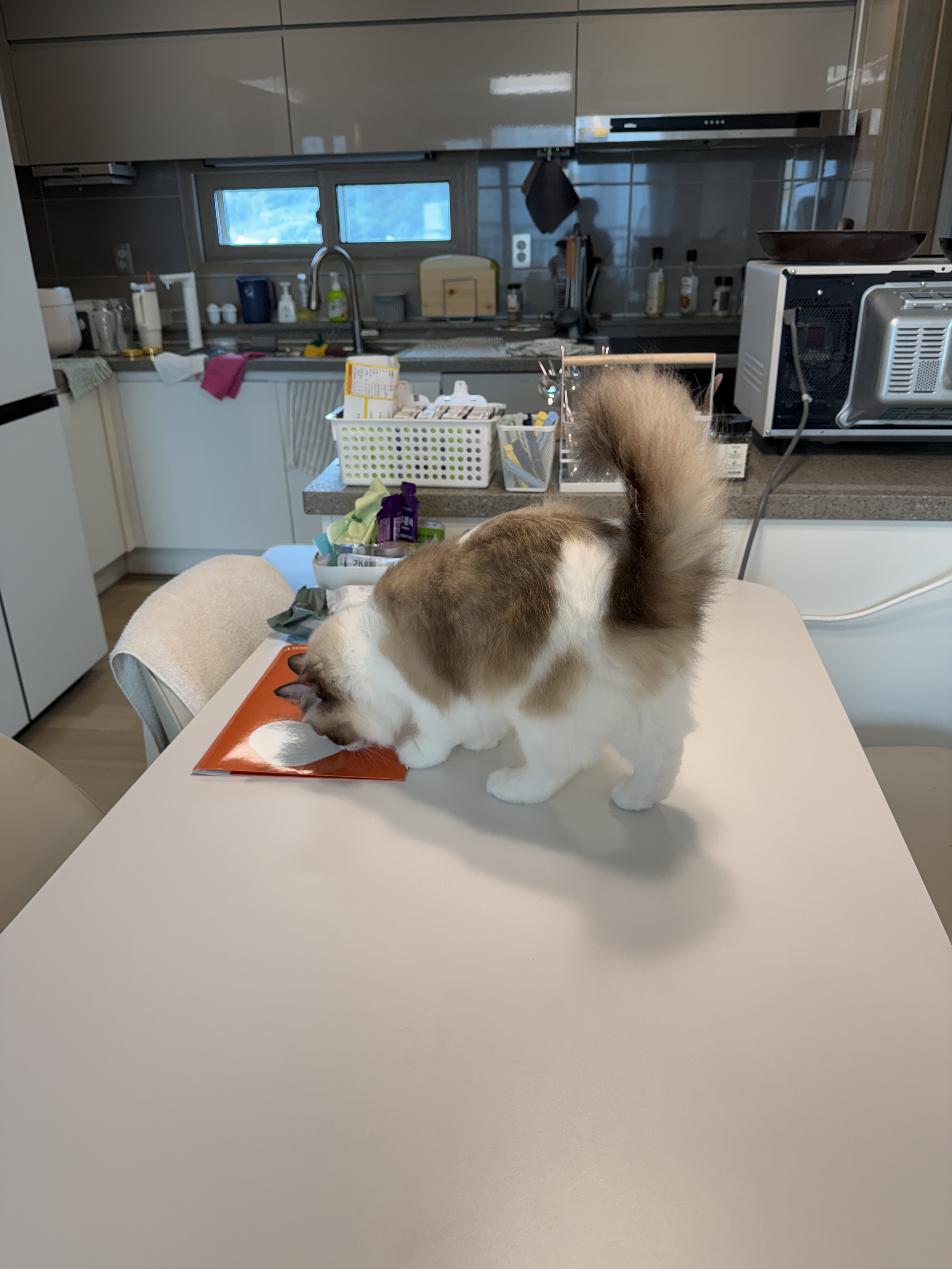 모모가 된 마찌 입양후기에요