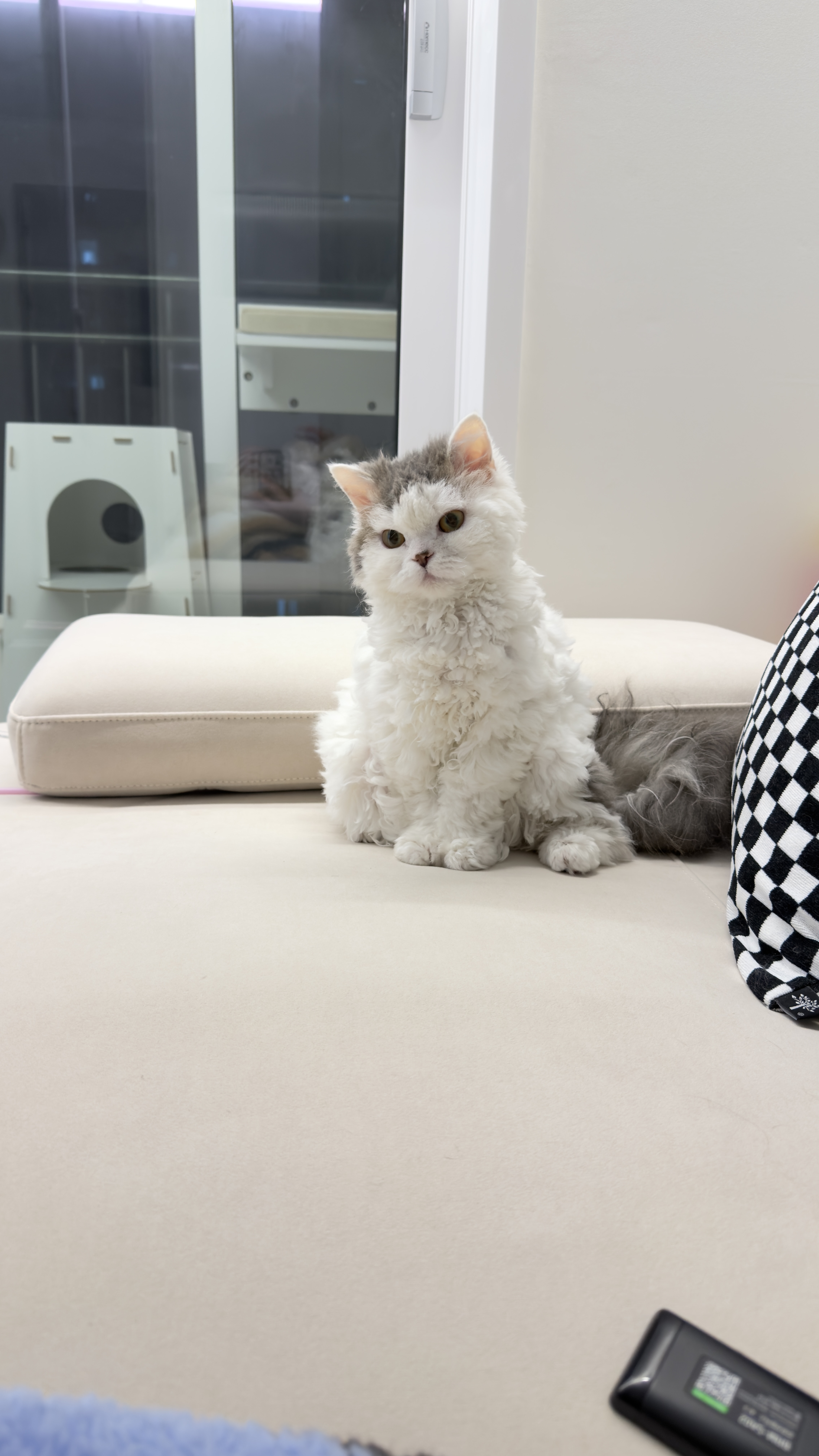 가루(구 루루) 입양 6개월차🩶