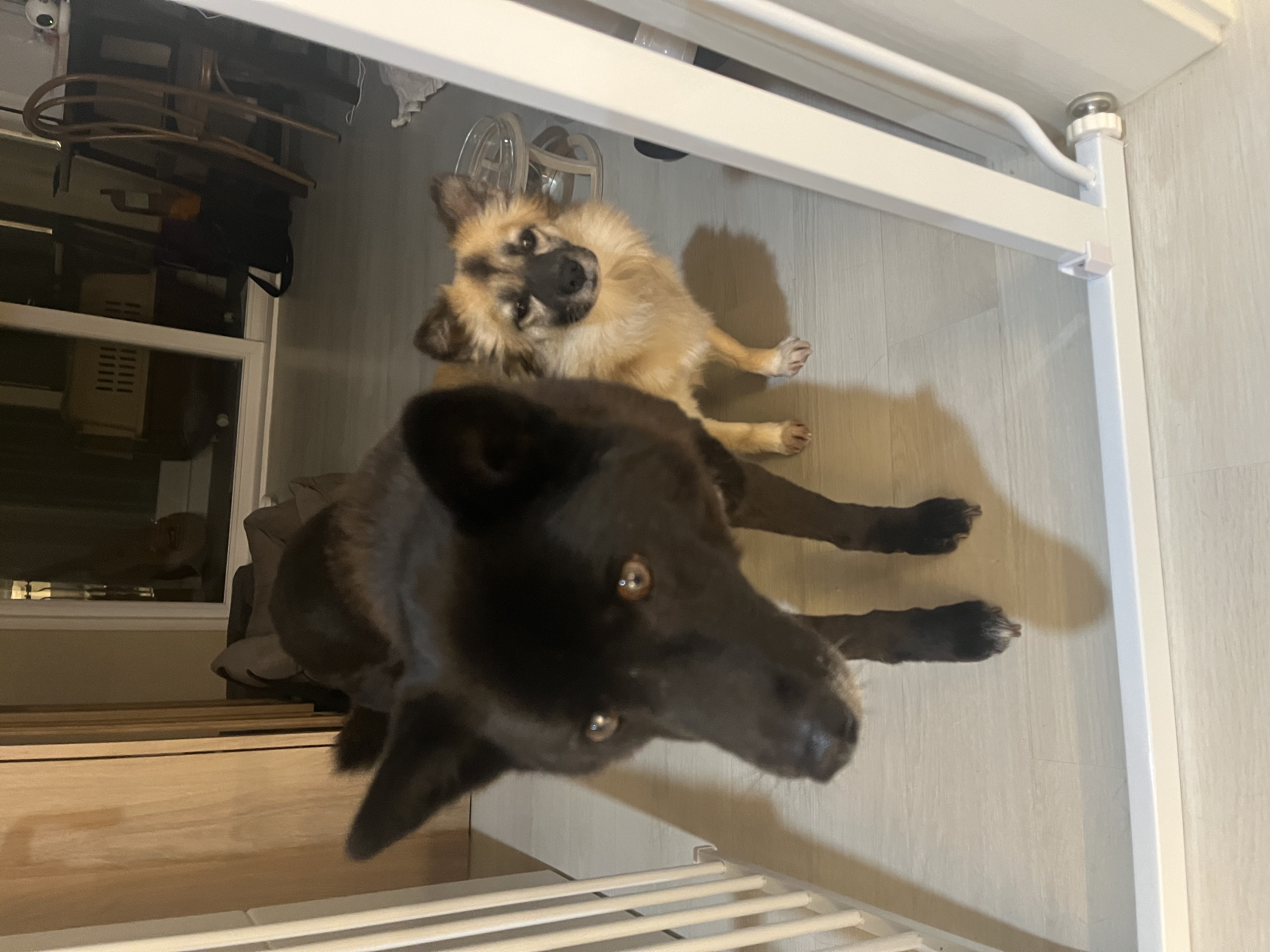 반달이이와 케일이의 집생활