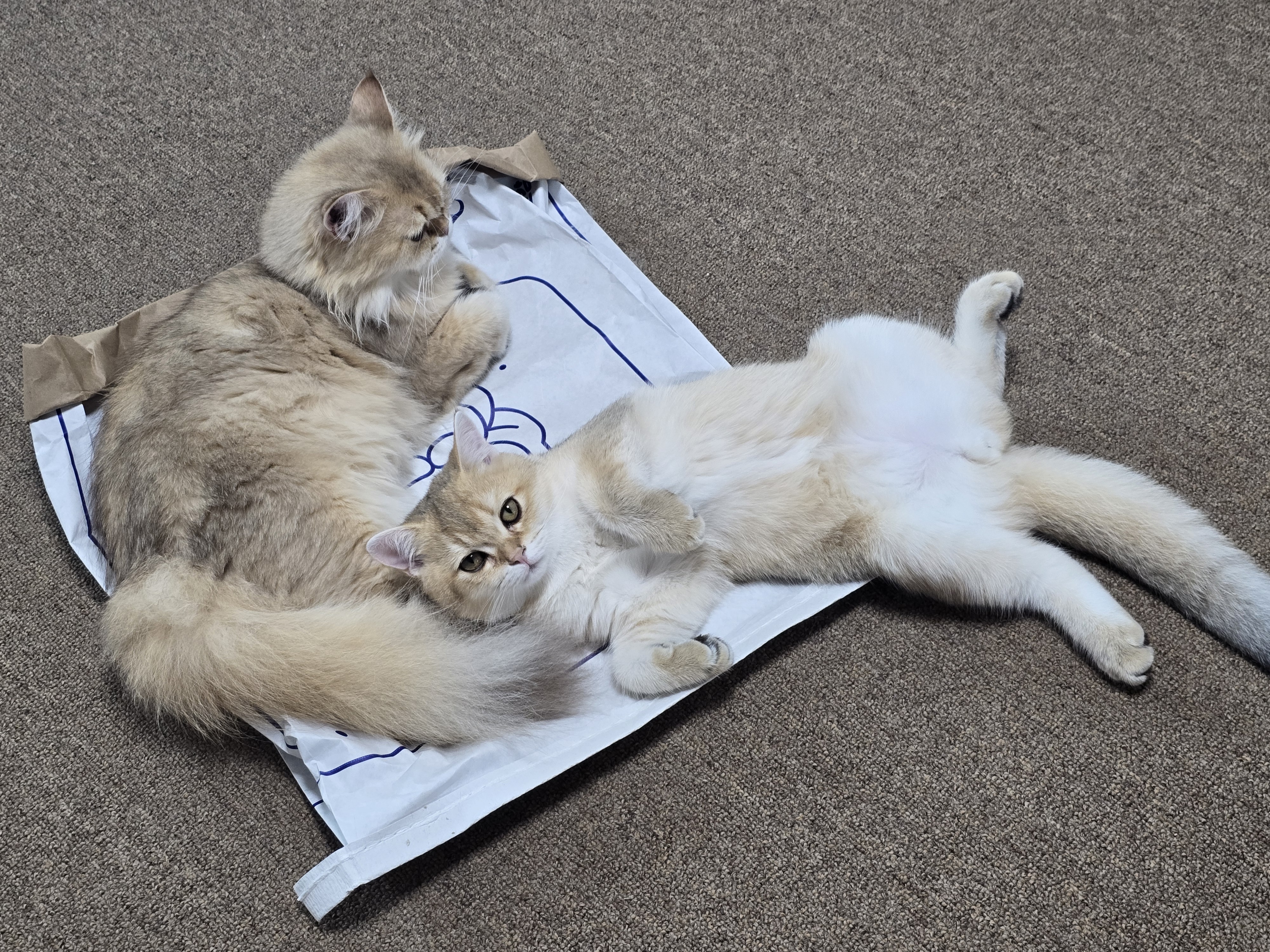 나나&무무(가필드&미가)가족된지 3개월 후기