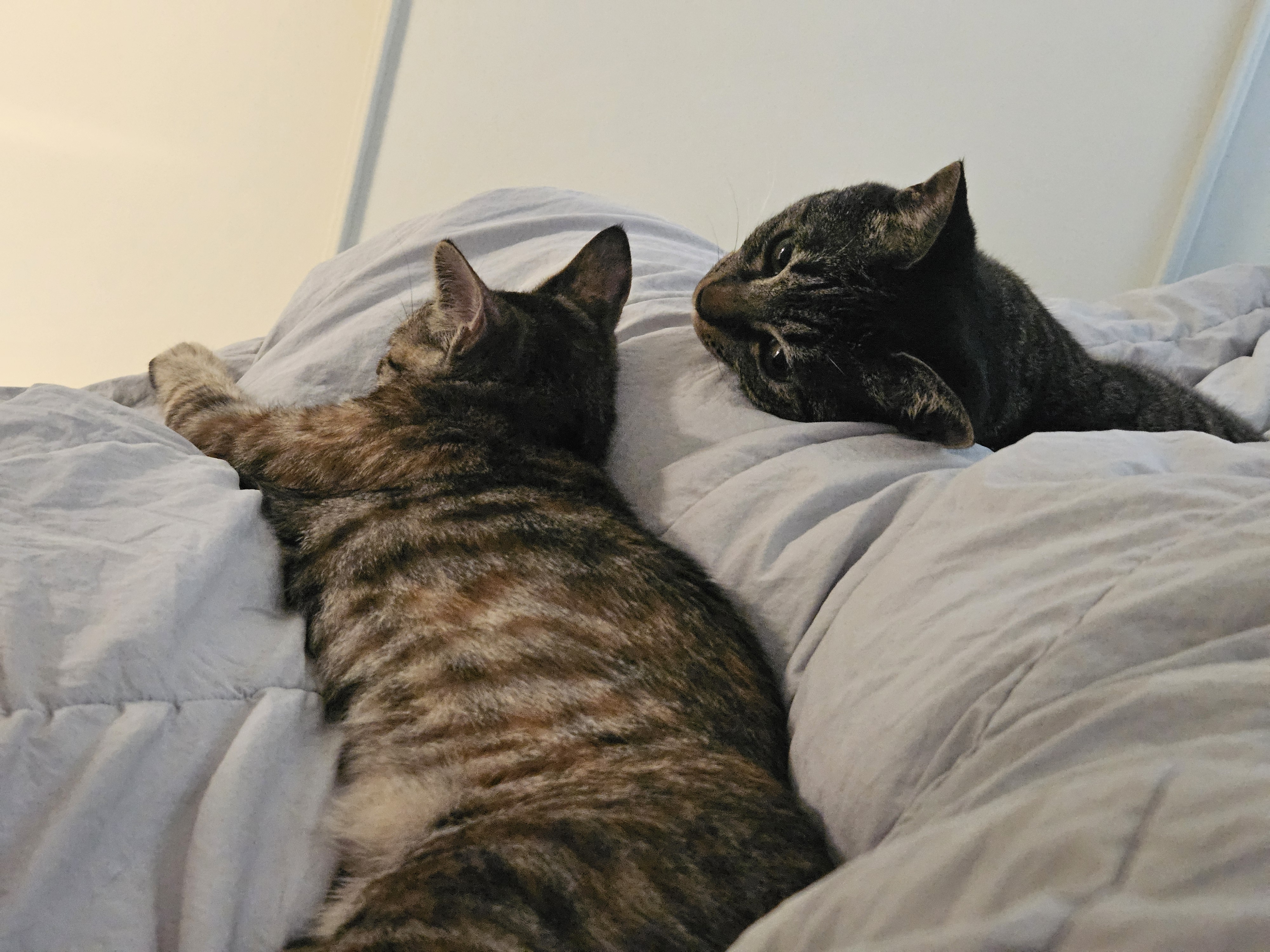 토란이의 3달 적응기