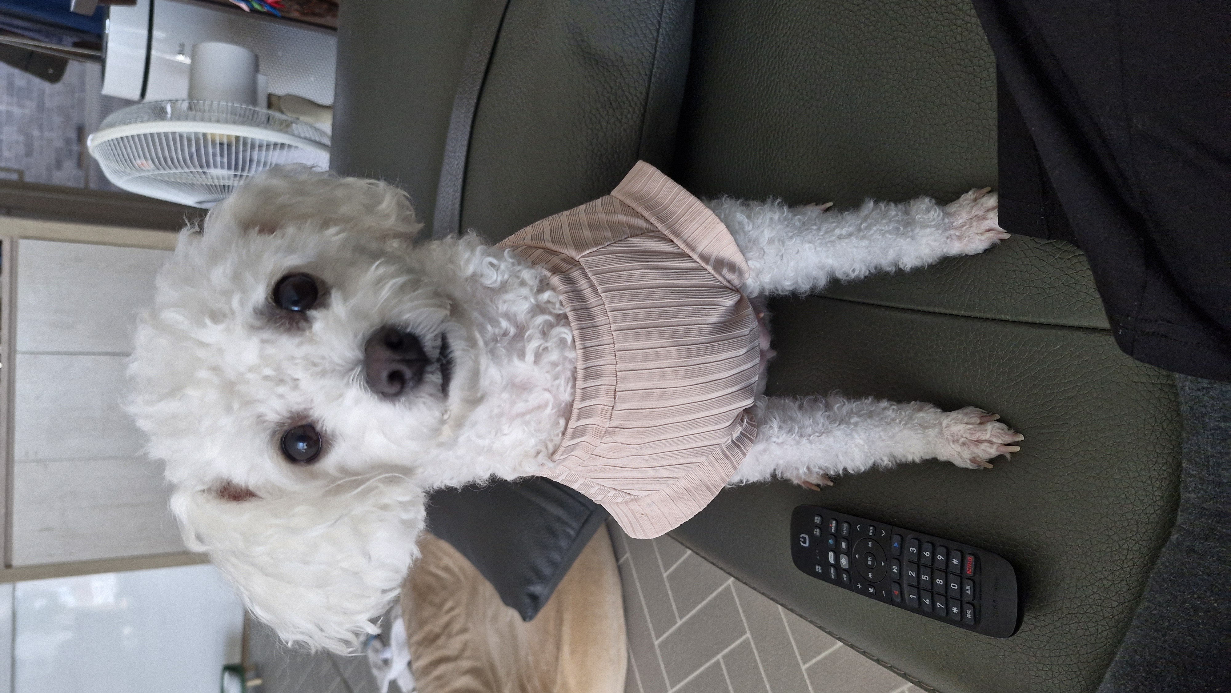 루아(구 양양이)가 가족이 된지 2년 되었어요.