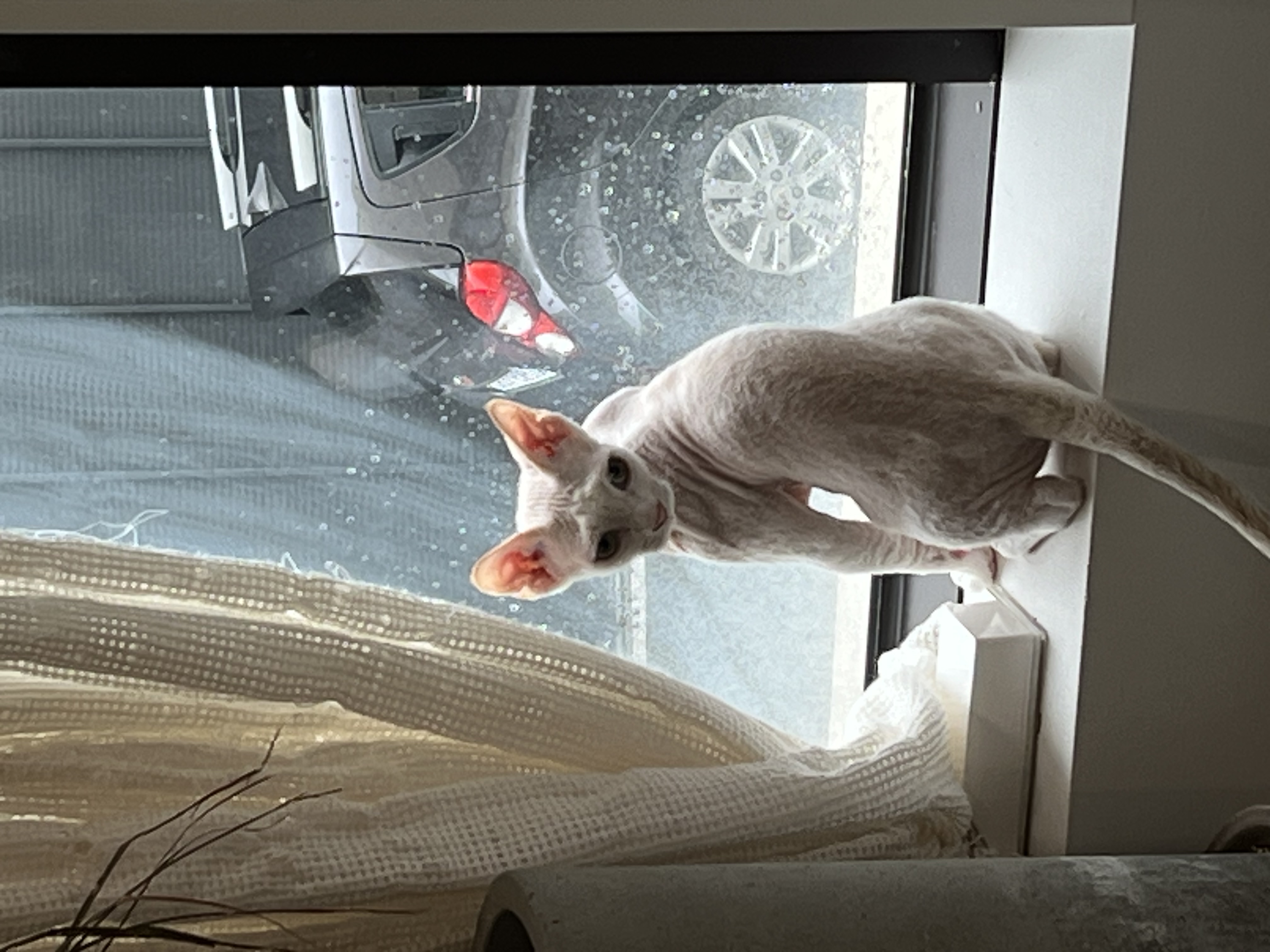 호냥이 입양 한달이 지났네요! 