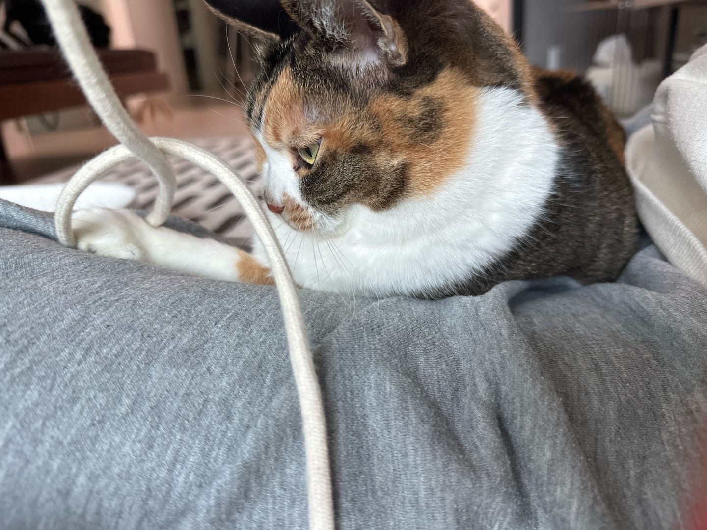 샹떼와 두 번째 여름을 나고 있습니다