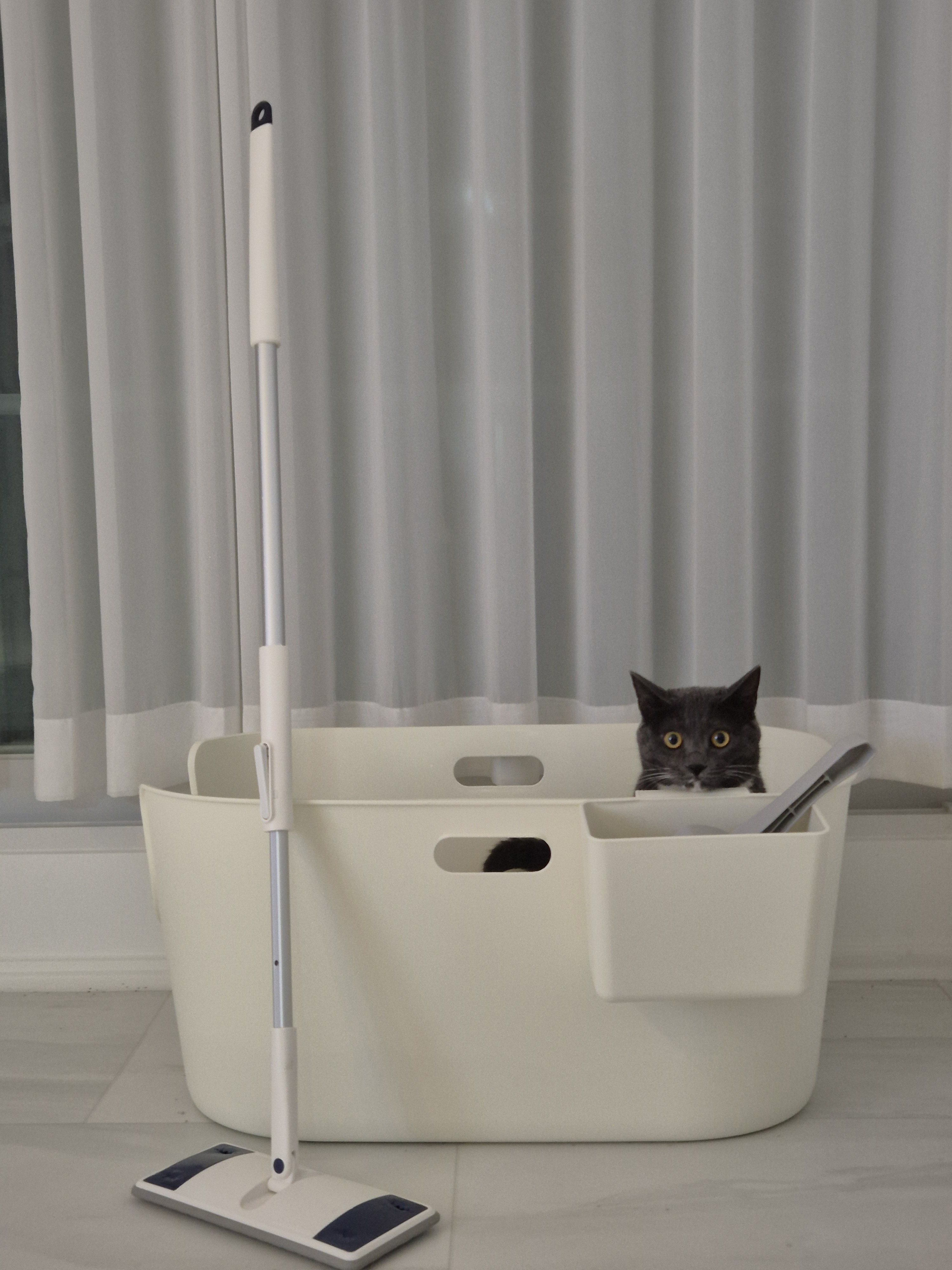 토란이(구 묘미) 입양 1년 후기