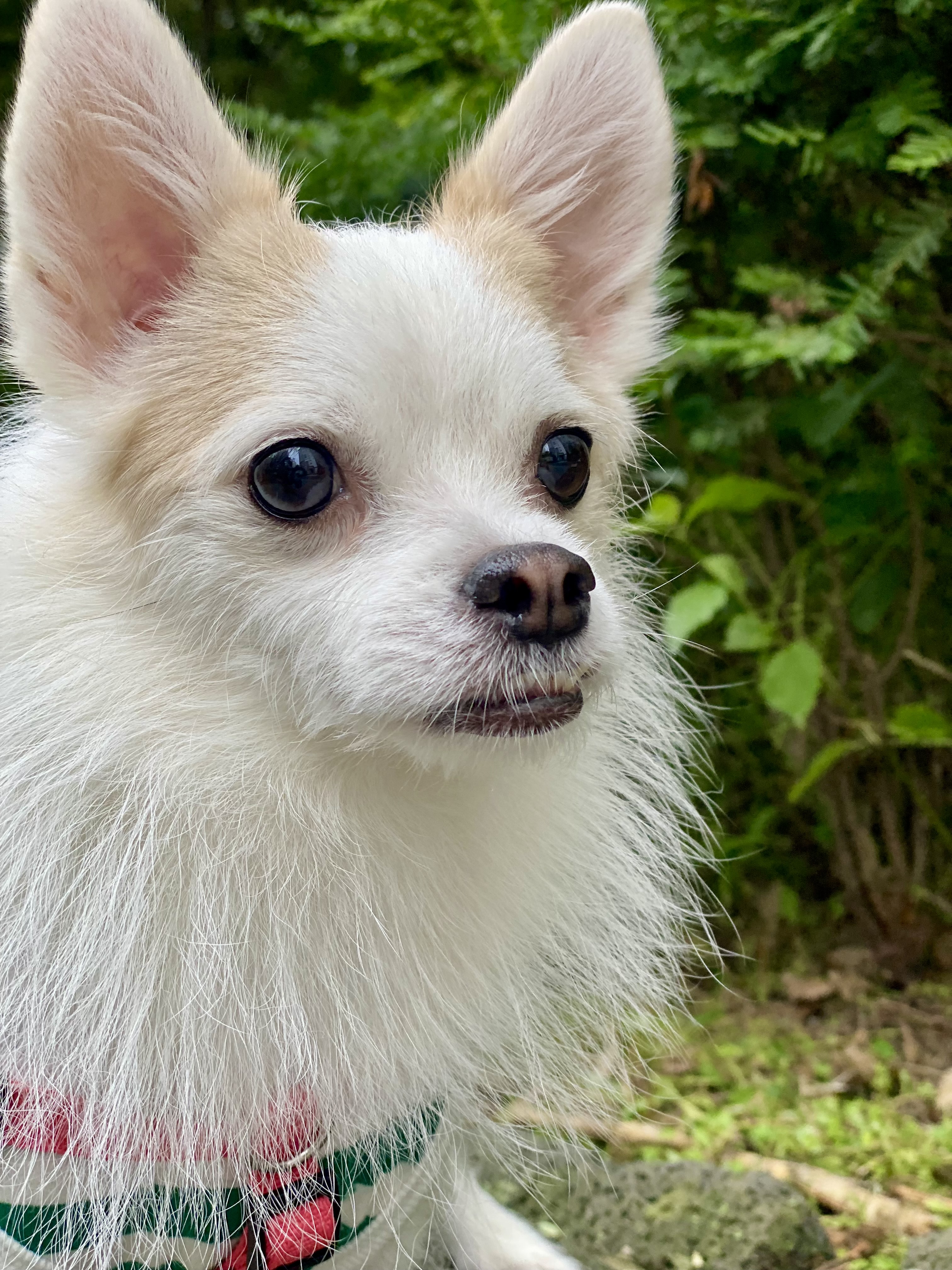 버터(구 쿠나)와 행복한 3년차 닝겐 :)