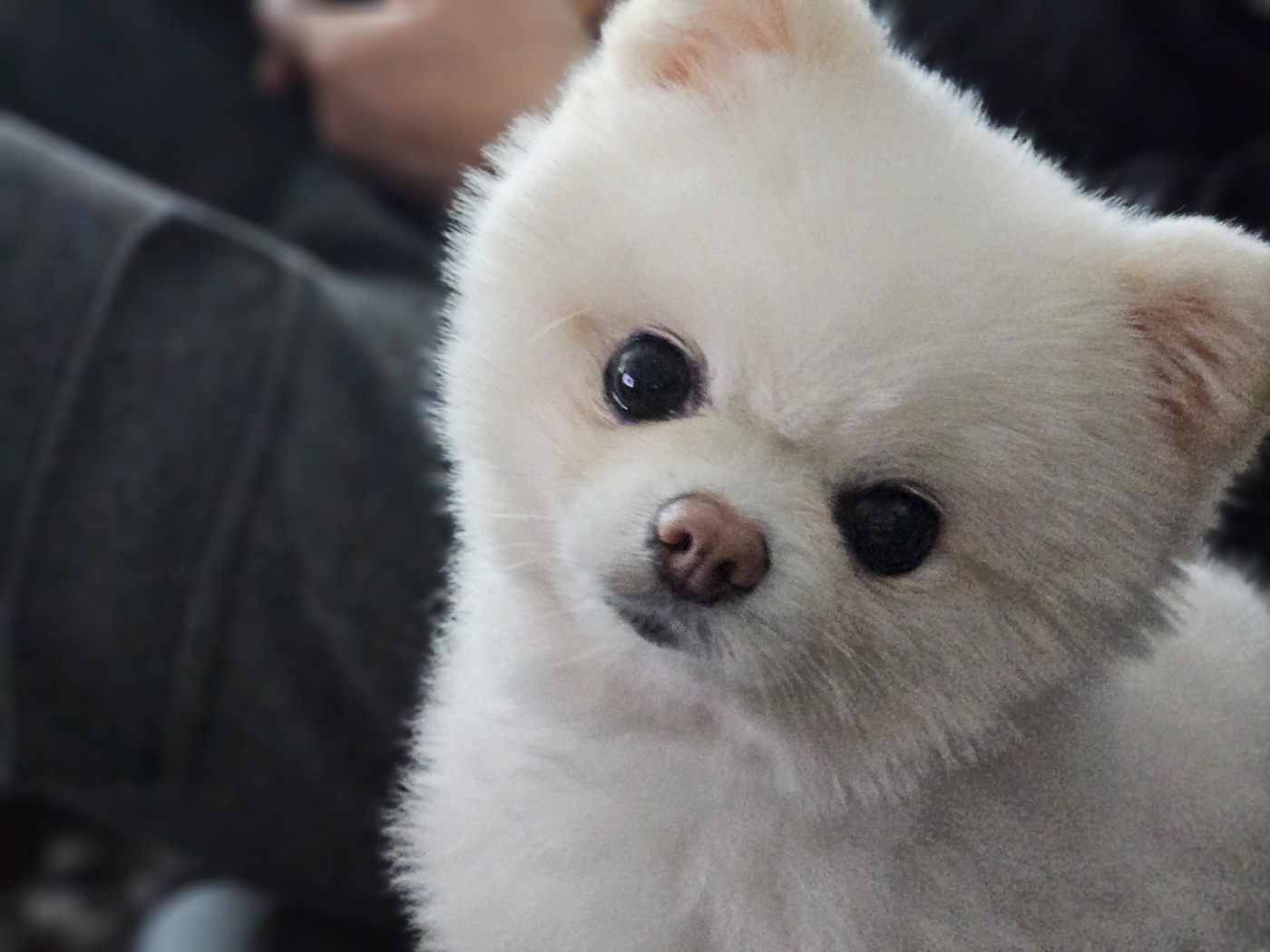 나루(빙봉) 3개월차 입양 후기