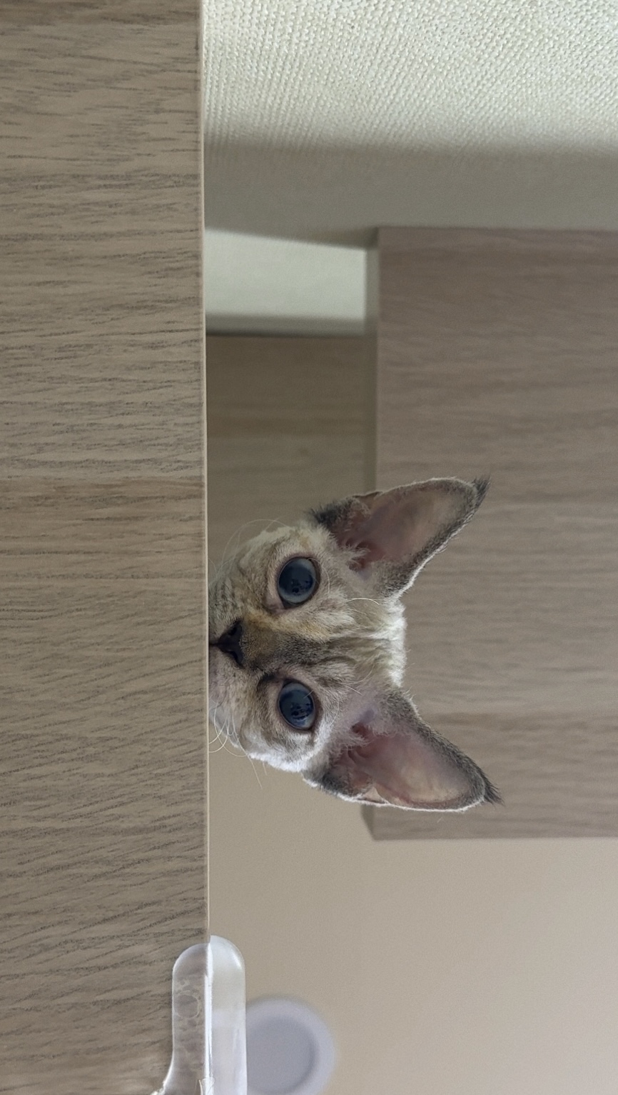 김새로(던회)와 함께한 일주일차