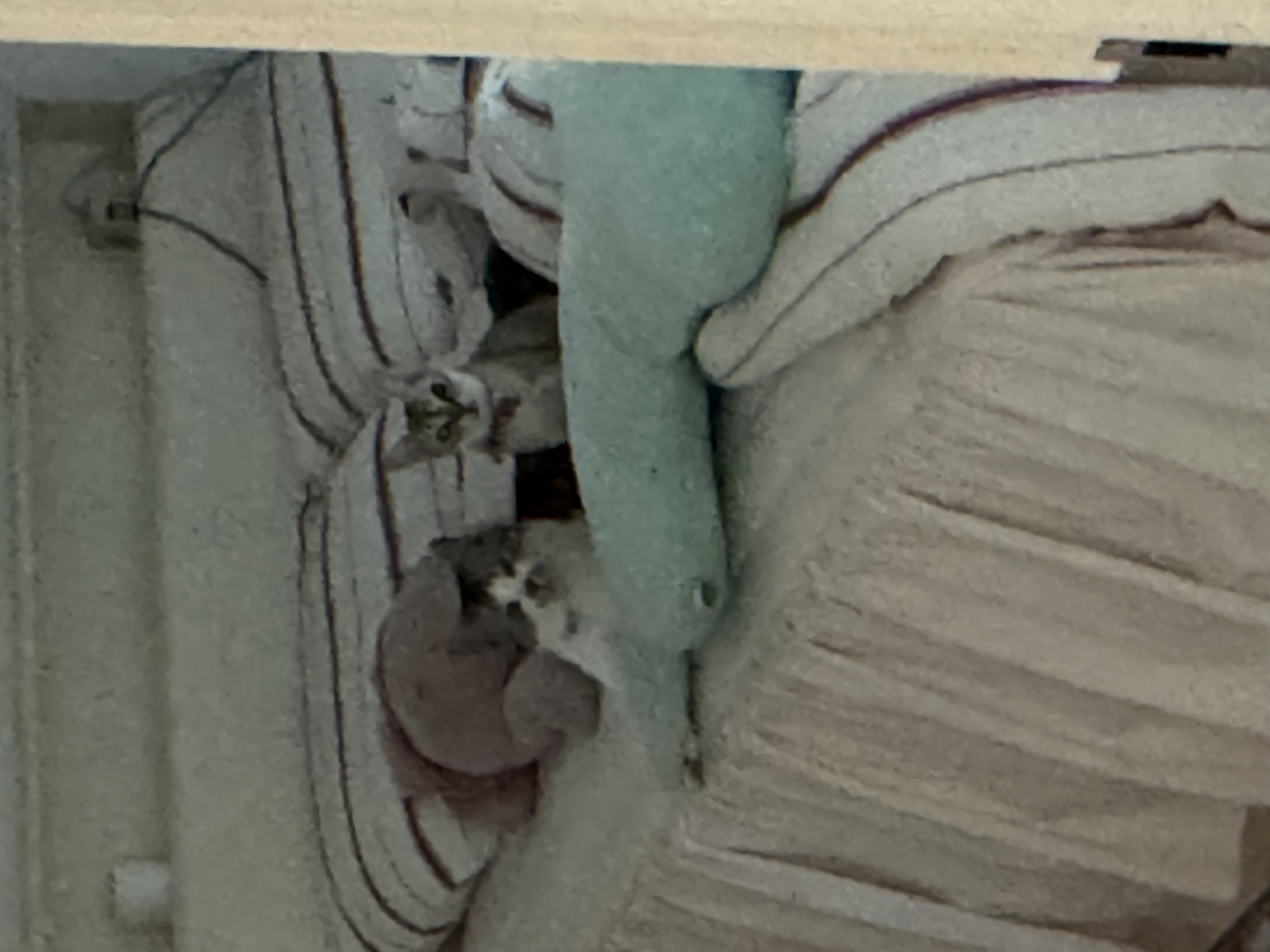 보리(순이) 입양 3개월 차 후기 !