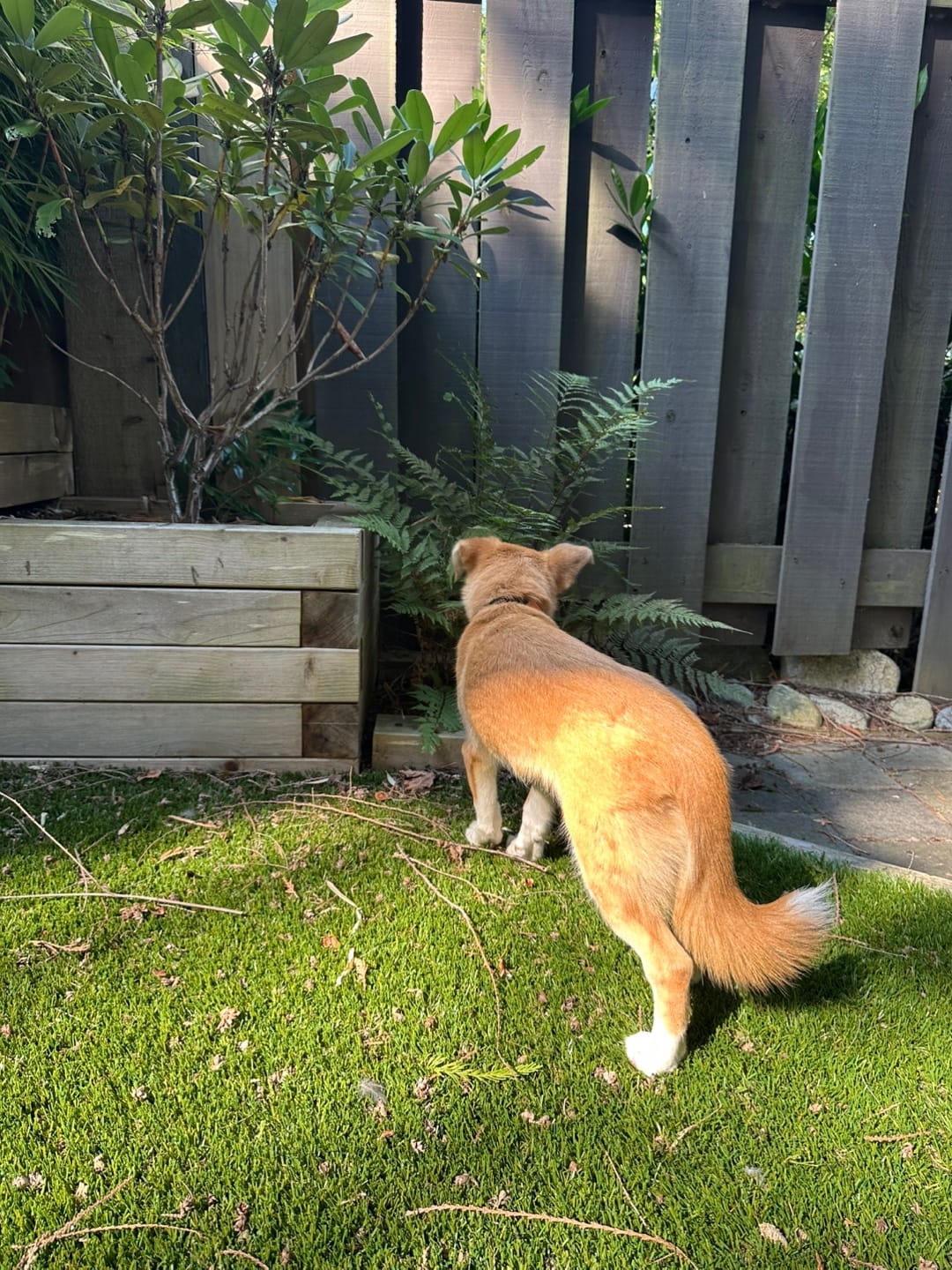 [해외입양] 캐나다 밴쿠버에서 가족을 만난 '모동이'